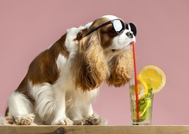 Dog Days of Summer Grooming Special