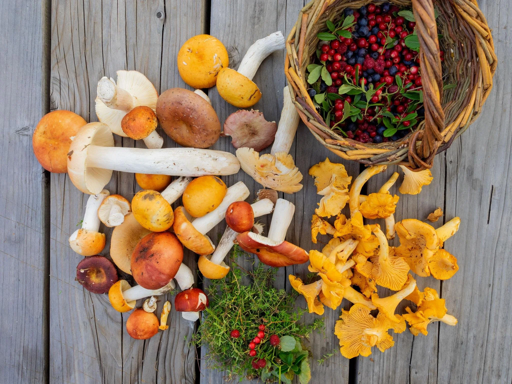 The Story of Foraged Ingredients in Virginia: A Return to the Early American Table