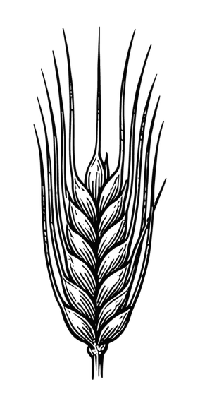 Etching of a barley plant.