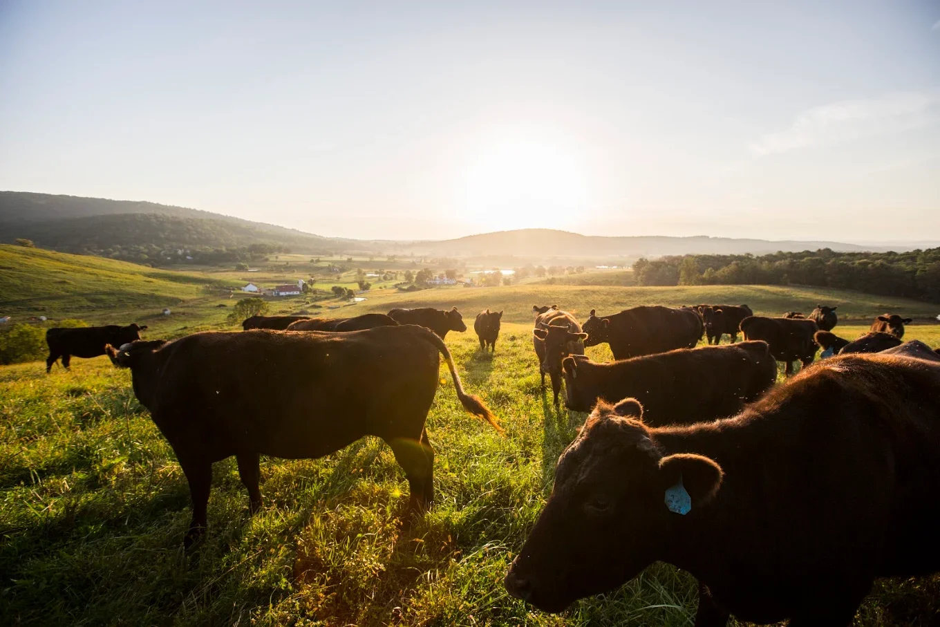 Explore Ovoka Farm in Paris, Virginia, through the GATHER Gallery. Set across 700 acres in Fauquier County, this historic Virginia farm features rolling countryside, a late-18th-century manor, Ovoka Wagyu, and the remarkable landscape that will becom