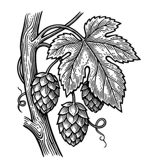 Etching of a hops plant.