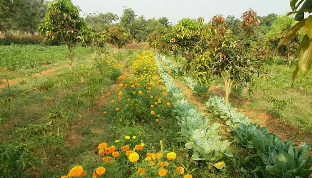 Image of an organic farm.