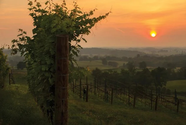 Explore Ovoka Farm in Paris, Virginia, through the GATHER Gallery. Set across 700 acres in Fauquier County, this historic Virginia farm features rolling countryside, a late-18th-century manor, Ovoka Wagyu, and the remarkable landscape that will becom