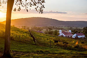Explore Ovoka Farm in Paris, Virginia, through the GATHER Gallery. Set across 700 acres in Fauquier County, this historic Virginia farm features rolling countryside, a late-18th-century manor, Ovoka Wagyu, and the remarkable landscape that will becom