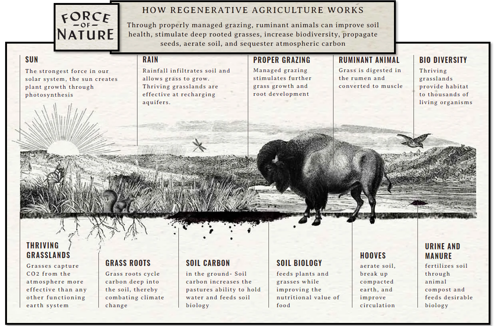 Force of Nature - How regenerative agriculture works (Roam Ranch)
