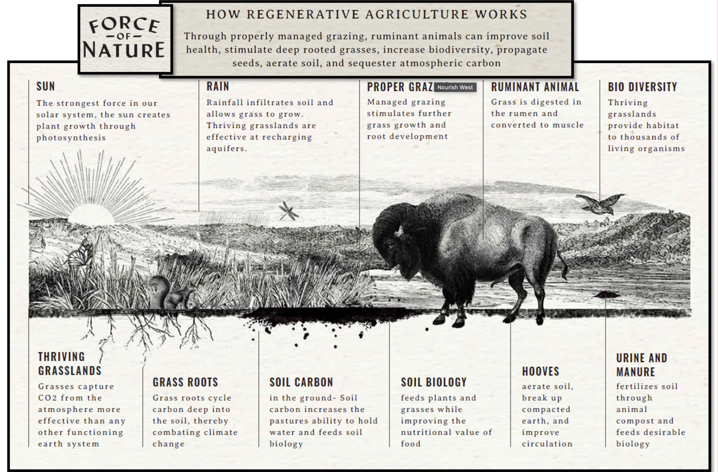 What is Regenerative Argiculture?