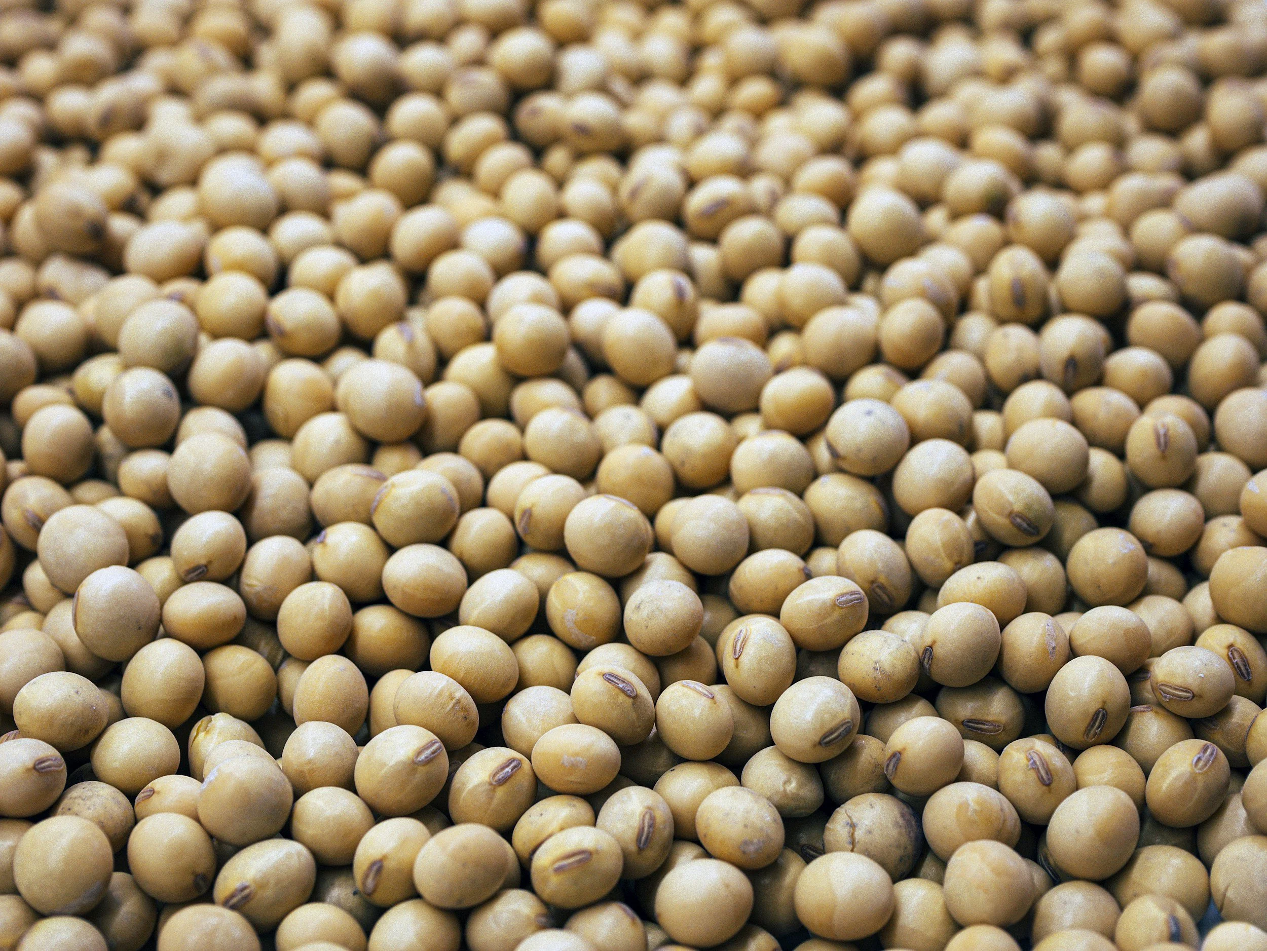 Processed Plant Proteins &amp; Health: Artificial Animals Part 2