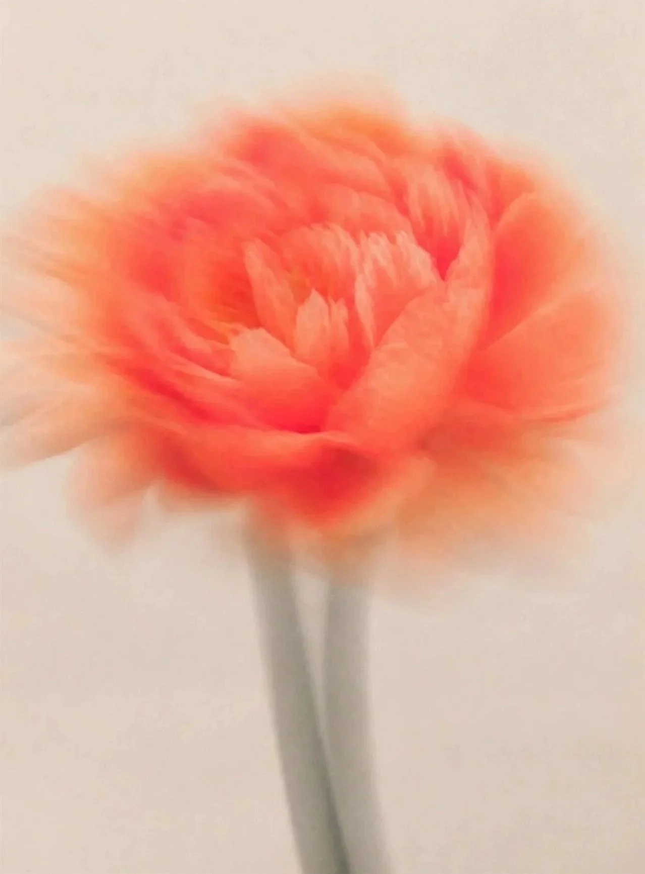 Capsule Retreats Flower Visual