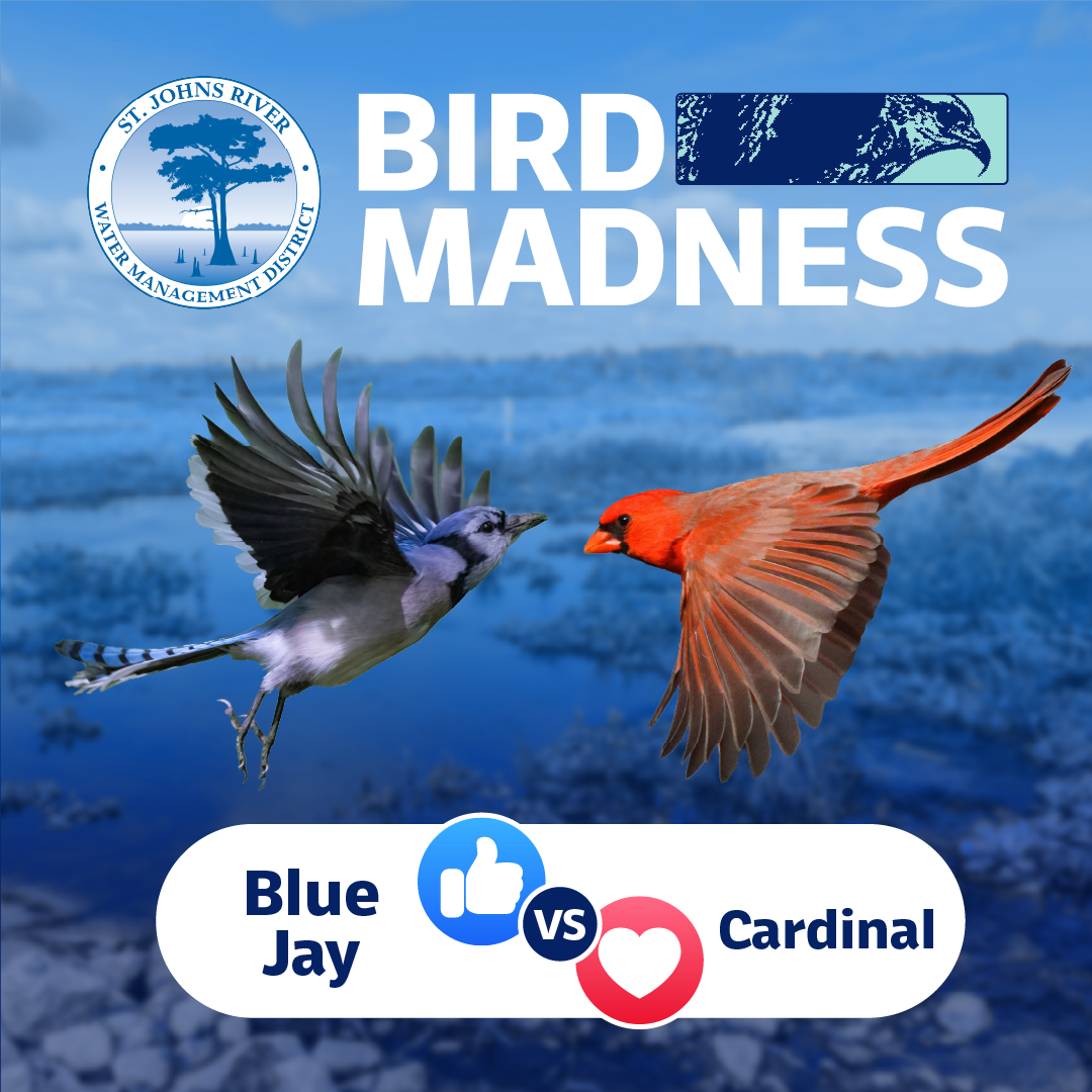 Bird Madness Poll Social Graphic 2026