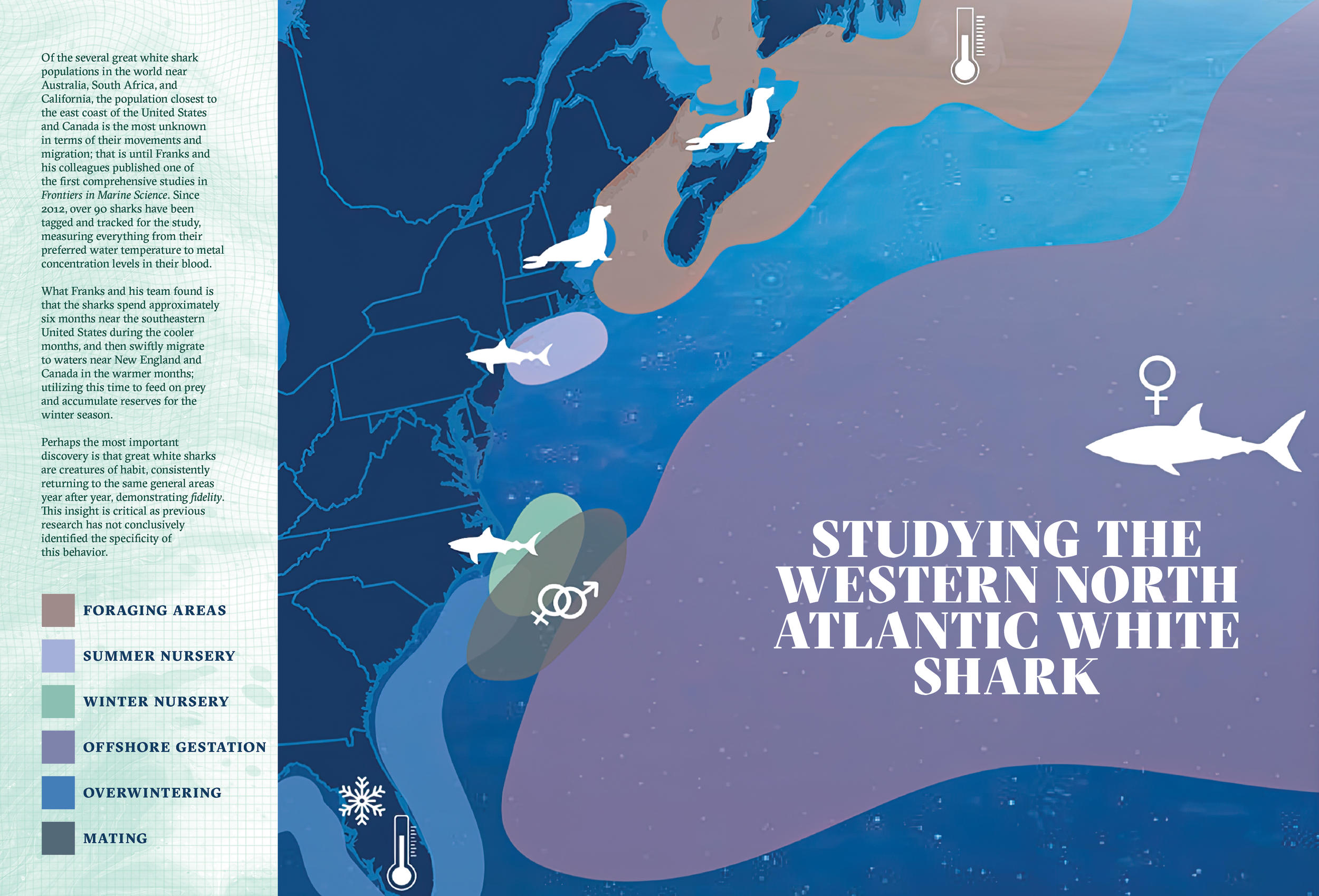 Editorial Spread on White Sharks