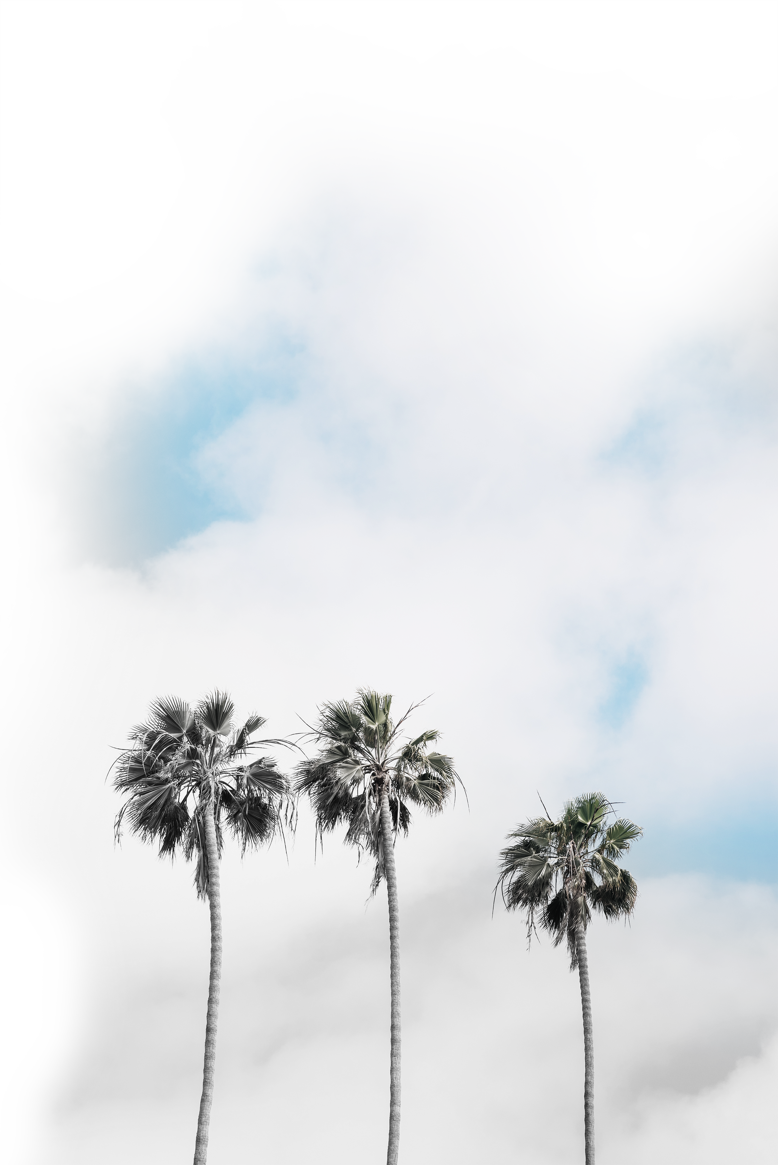 Sky with clouds and seven tall palm trees.