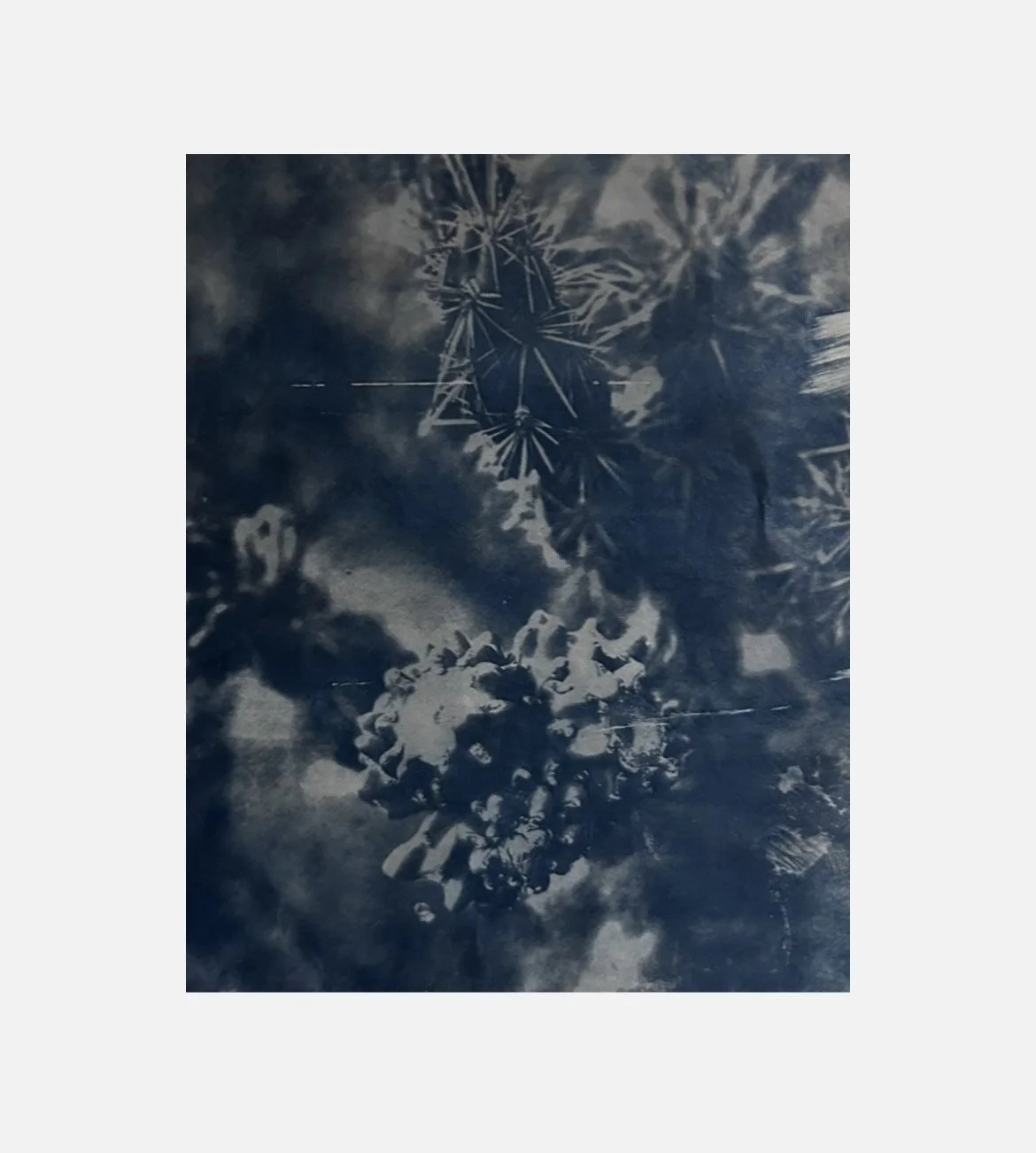 Fragile (2026), cyanotype on tissue paper