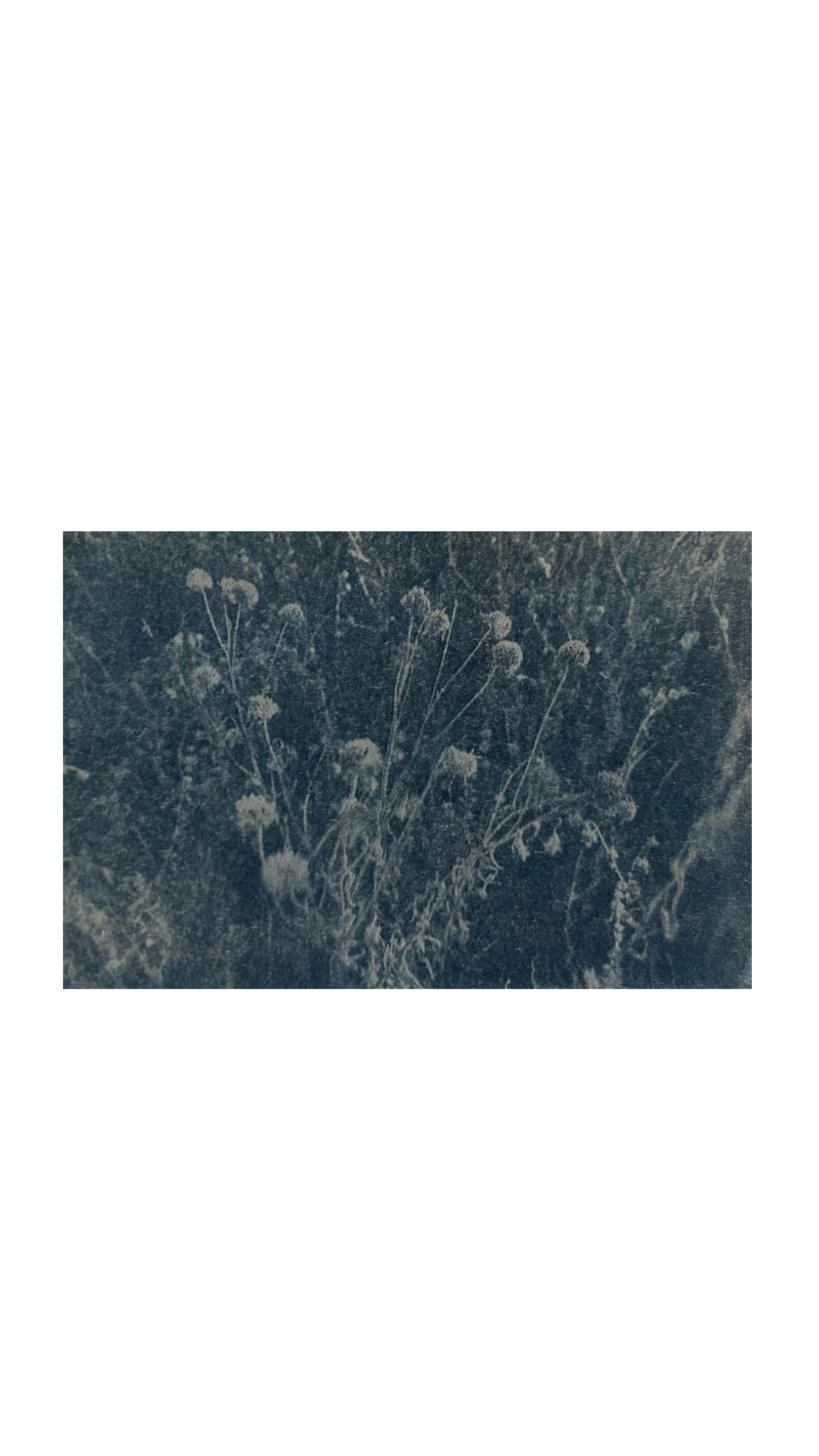 Untitled 3 (2026), toned cyanotype on tissue paper