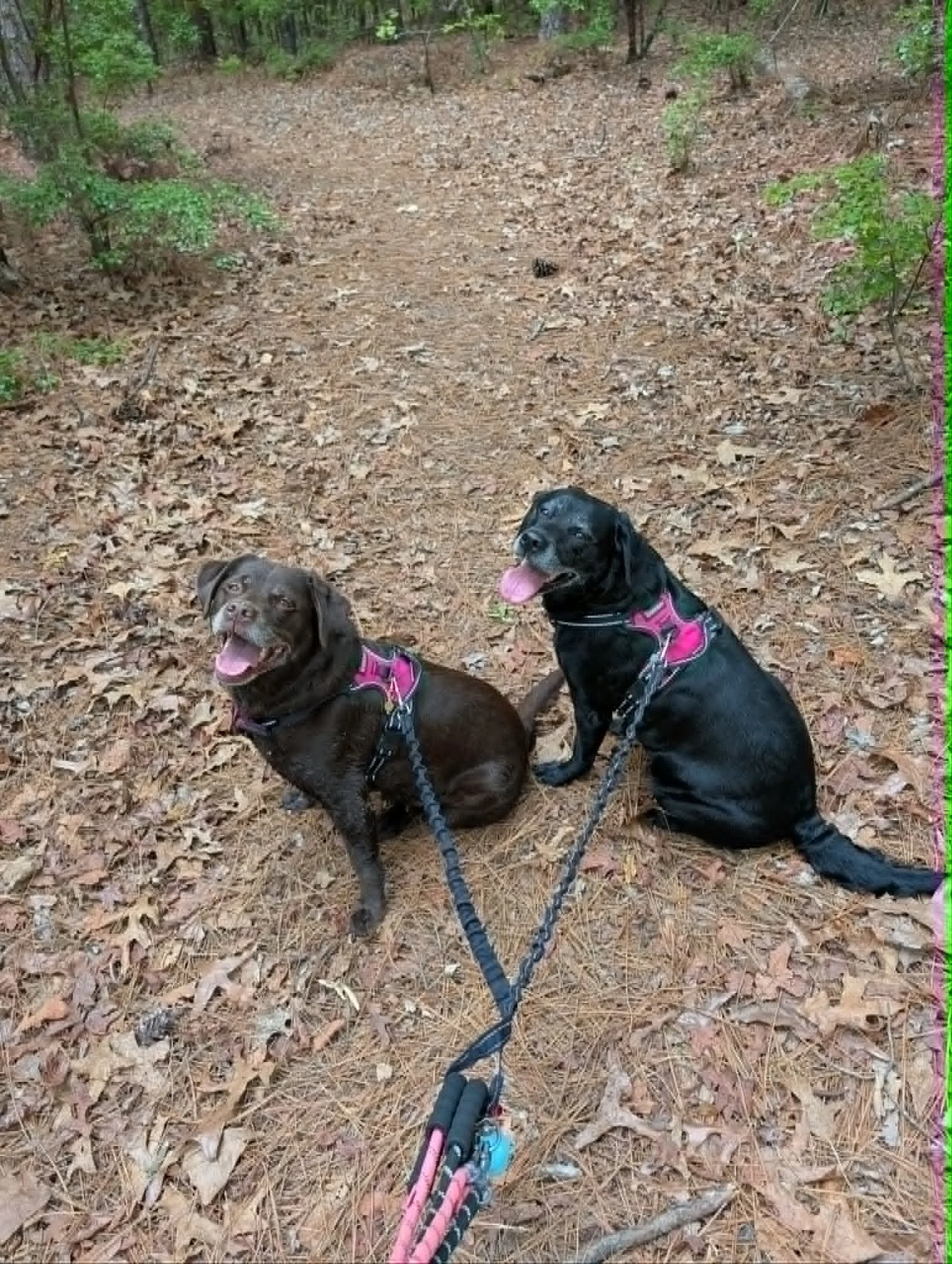 Lessons from the Trail: Emotional Navigation, Resilience, and Finding Clarity in Nature