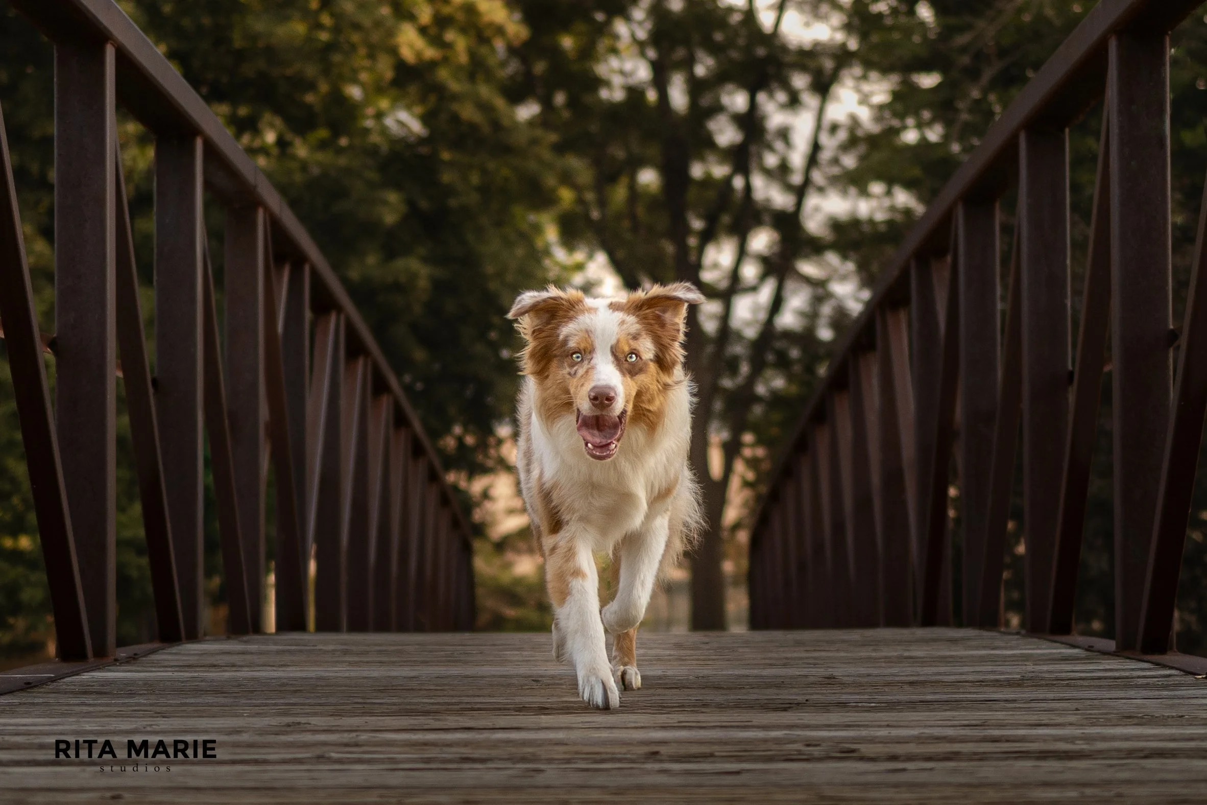 A dog walking on a wooden bridge with metal railings surrounded by trees in the background