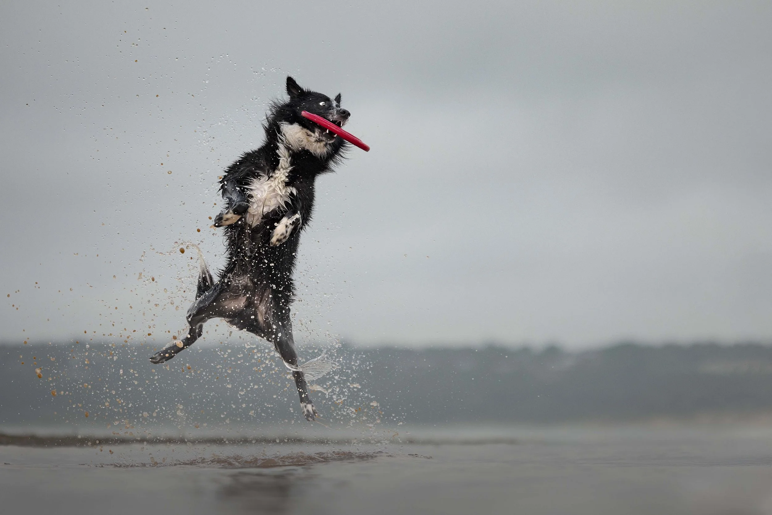 Black and White Border Collie jumping vertically out of water and catching a red disc as water swirls and moves around him.