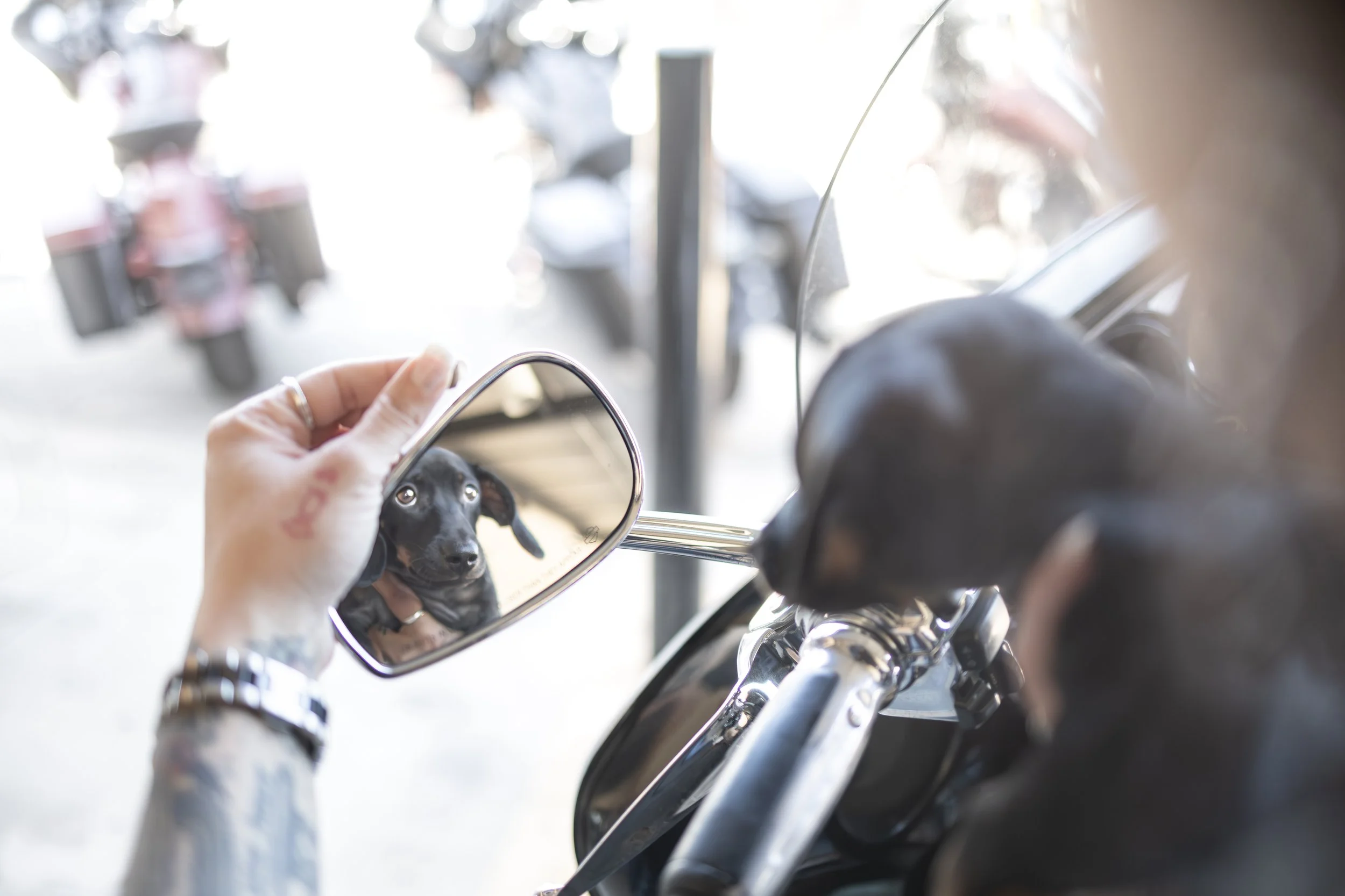 Close-up of a person's hand holding a small mirror reflecting a black puppy, with the handlebars of a motorcycle in the foreground.
