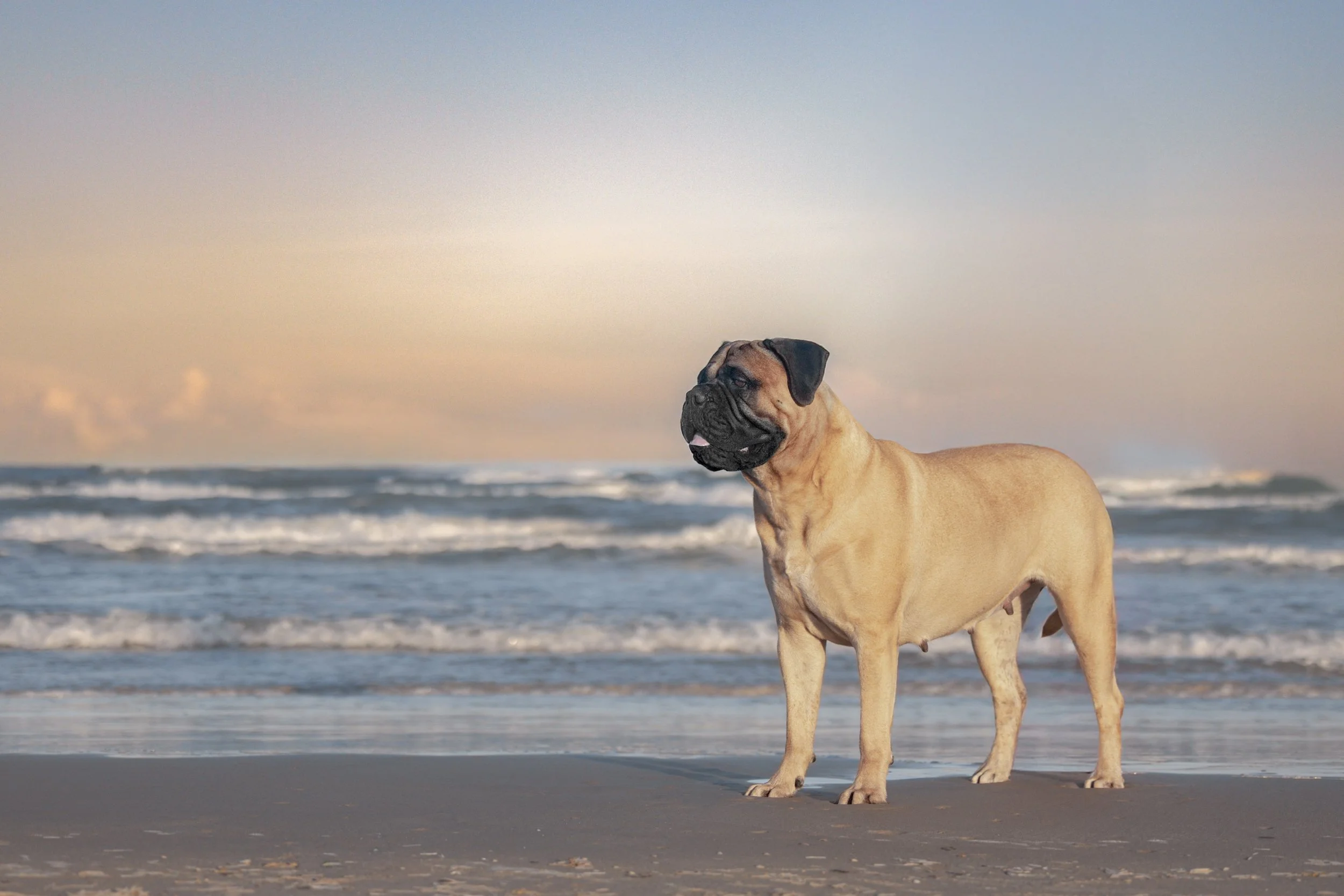 A large dog with a bulldog face and fawn-colored body standing on a sandy beach with ocean waves and a partly cloudy sky in the background.