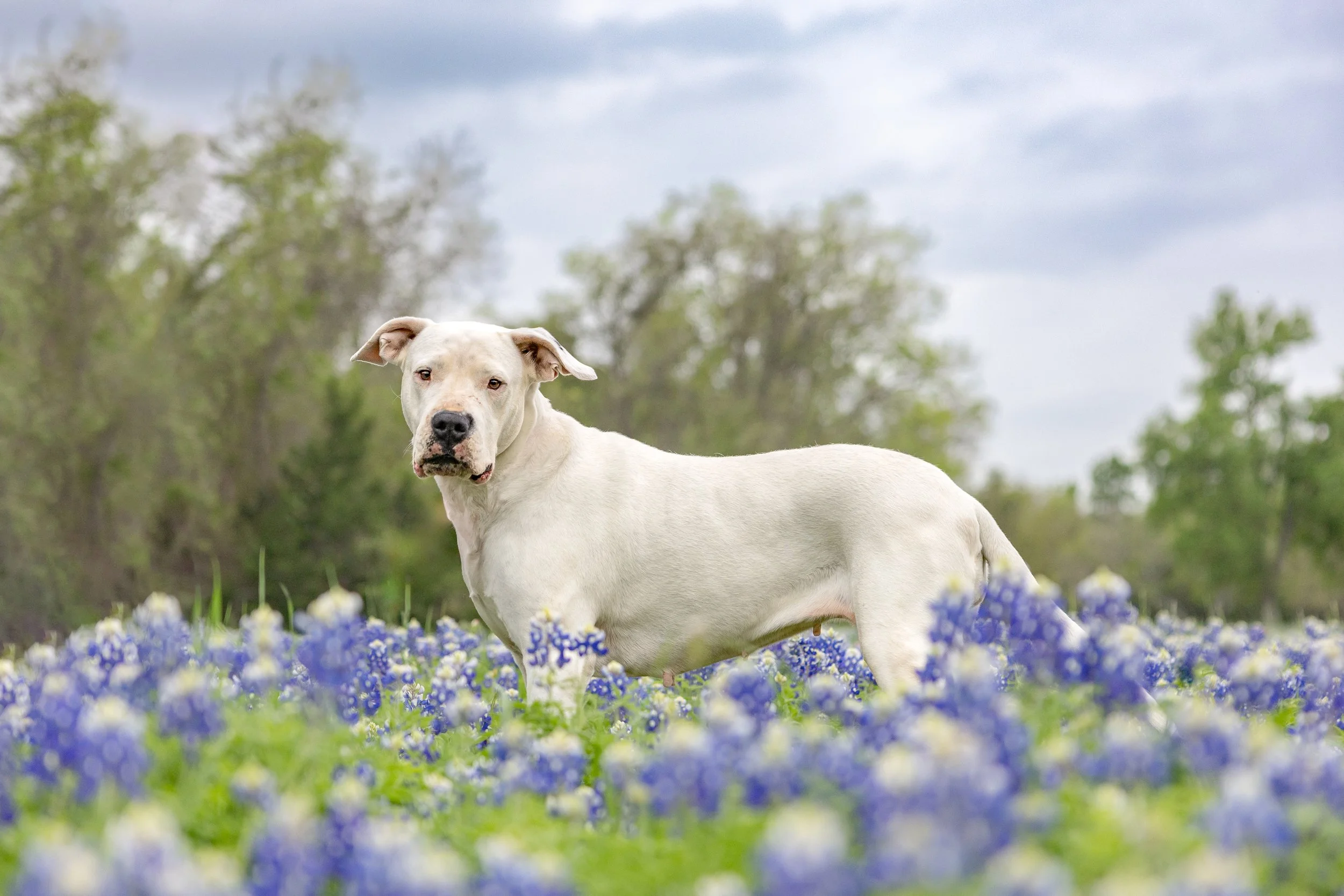A white dog lying in a field of blue and white flowers with trees and cloudy sky in the background.