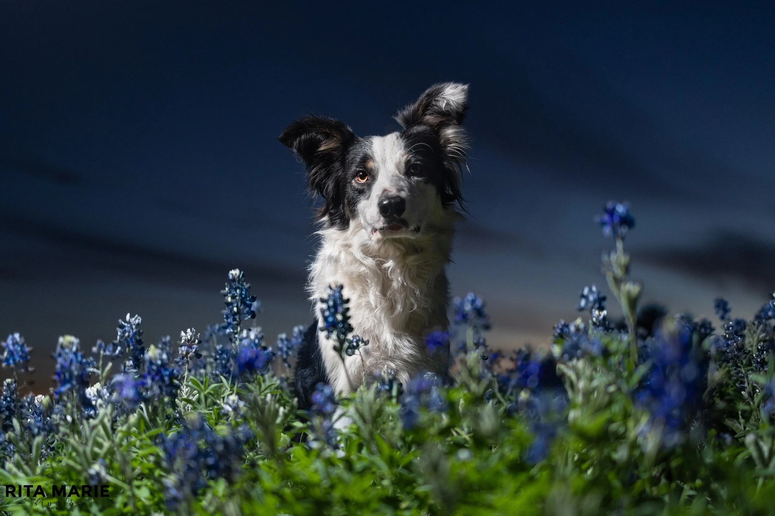 A black and white dog with one ear up and one ear flopped over, standing in a field of blue flowers against a dark background.