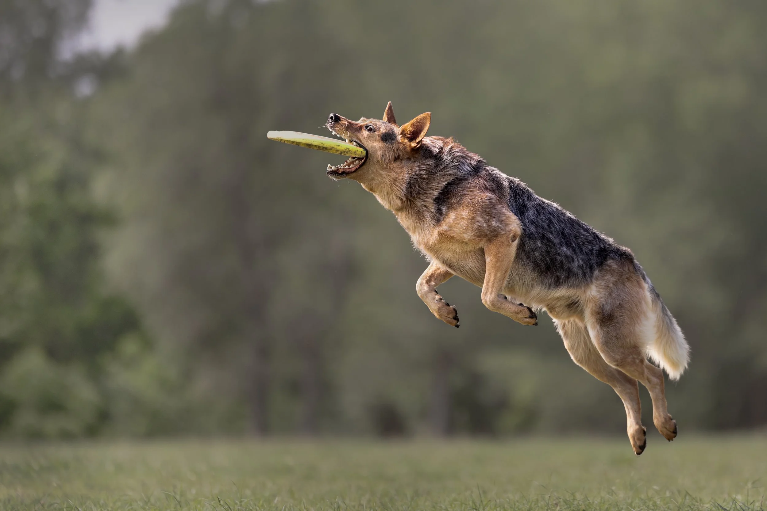 Red cattle dog jumping and catching a yellow disc. Mouth open with disc in mouth.