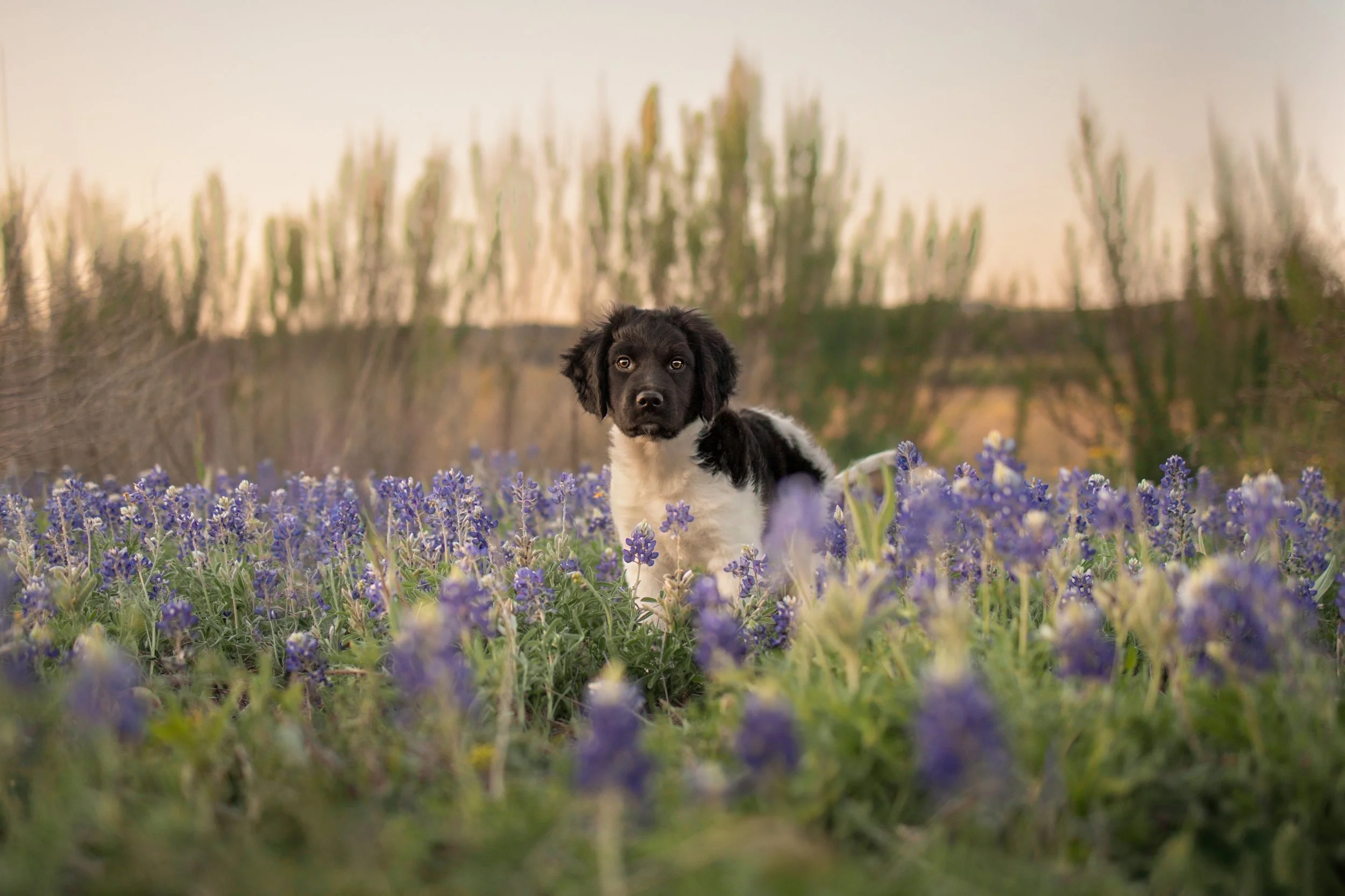 A black and white puppy sitting in a field of purple flowers with a blurred background of trees and a light sky.