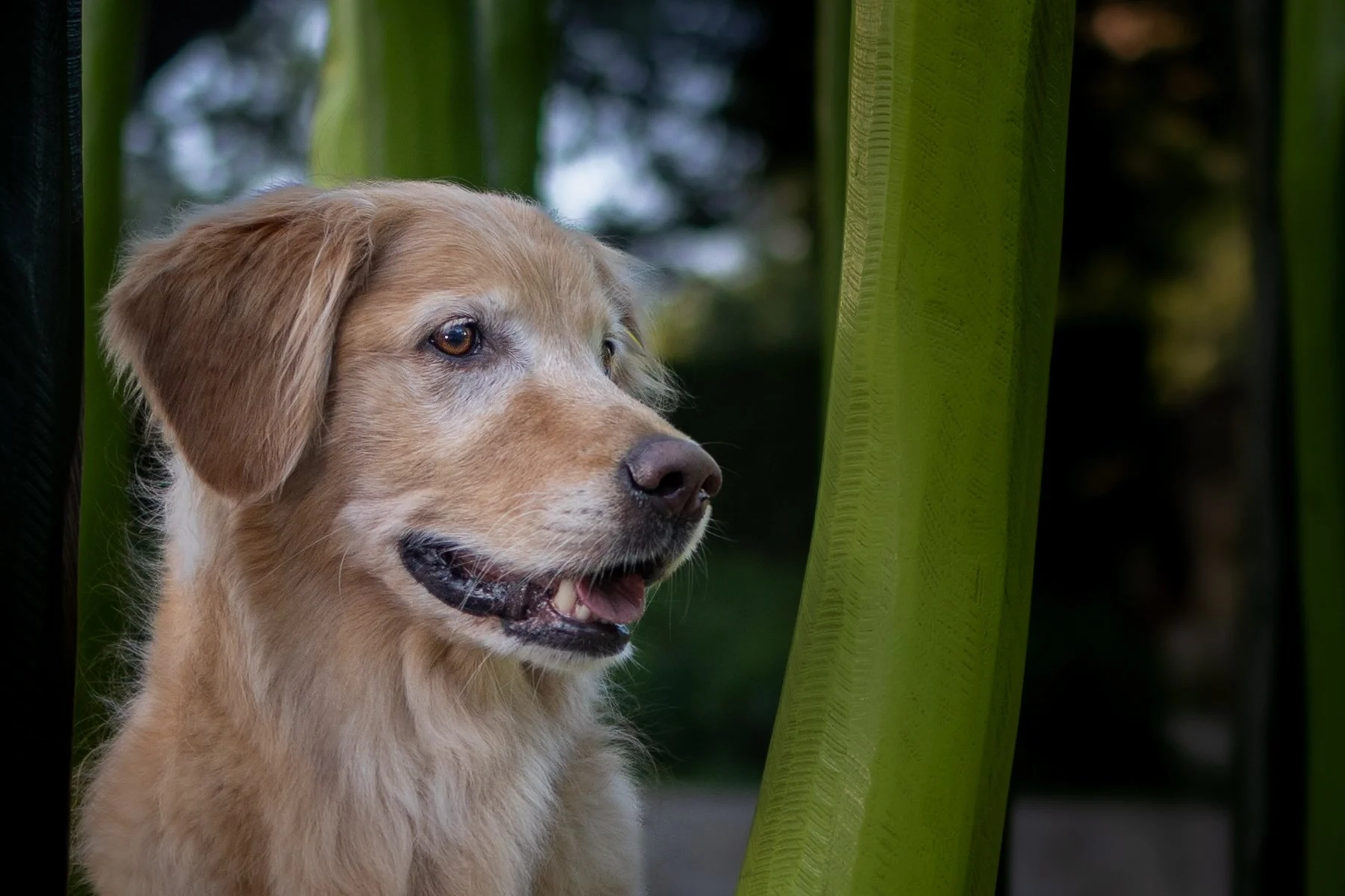 Golden retriever dog looking to the side with green and black plants in the background.