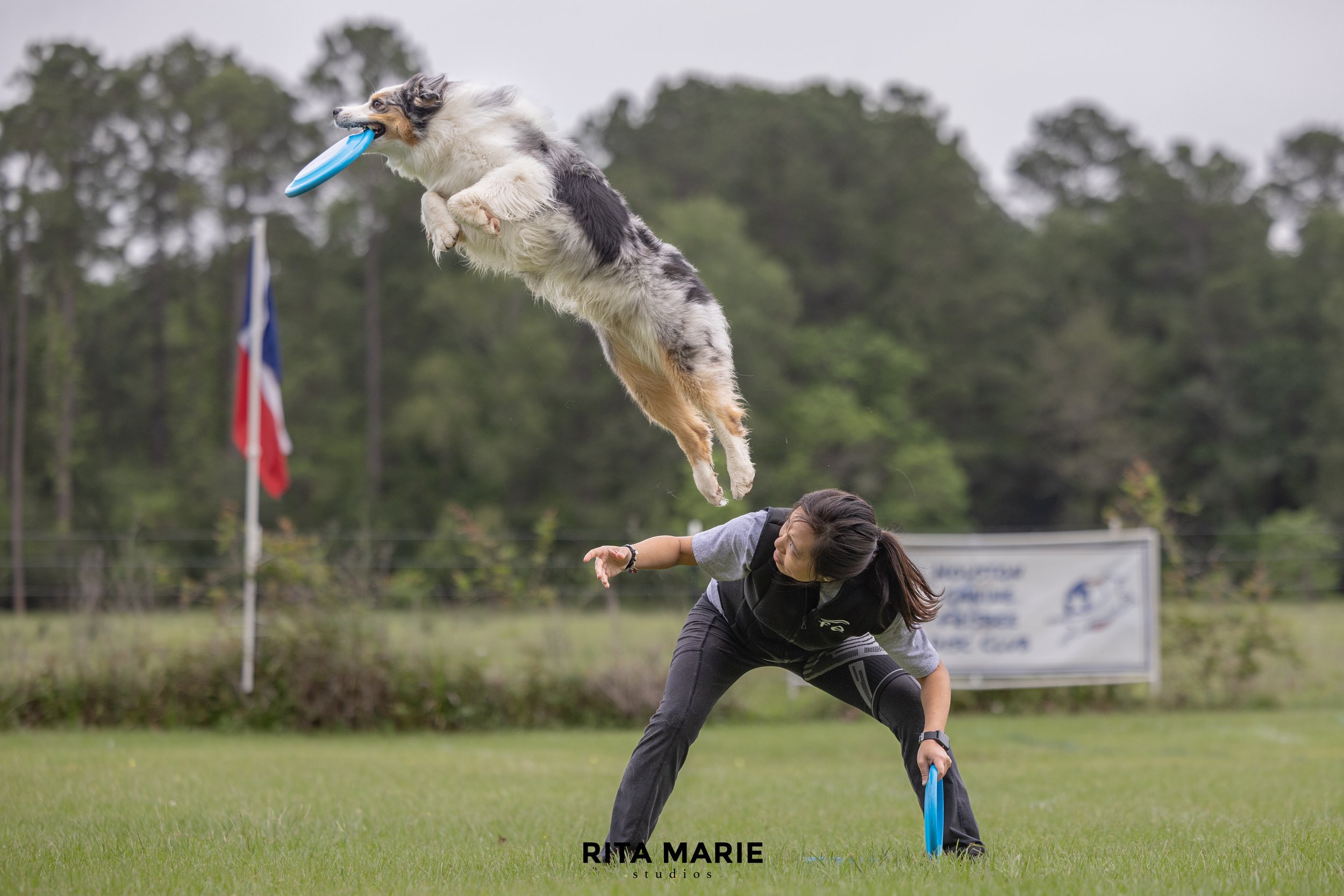 A blue merle Australian Shepherd vaults off the back of a woman while catching a blue disc. The woman is crouching flat-backed in a disc field.