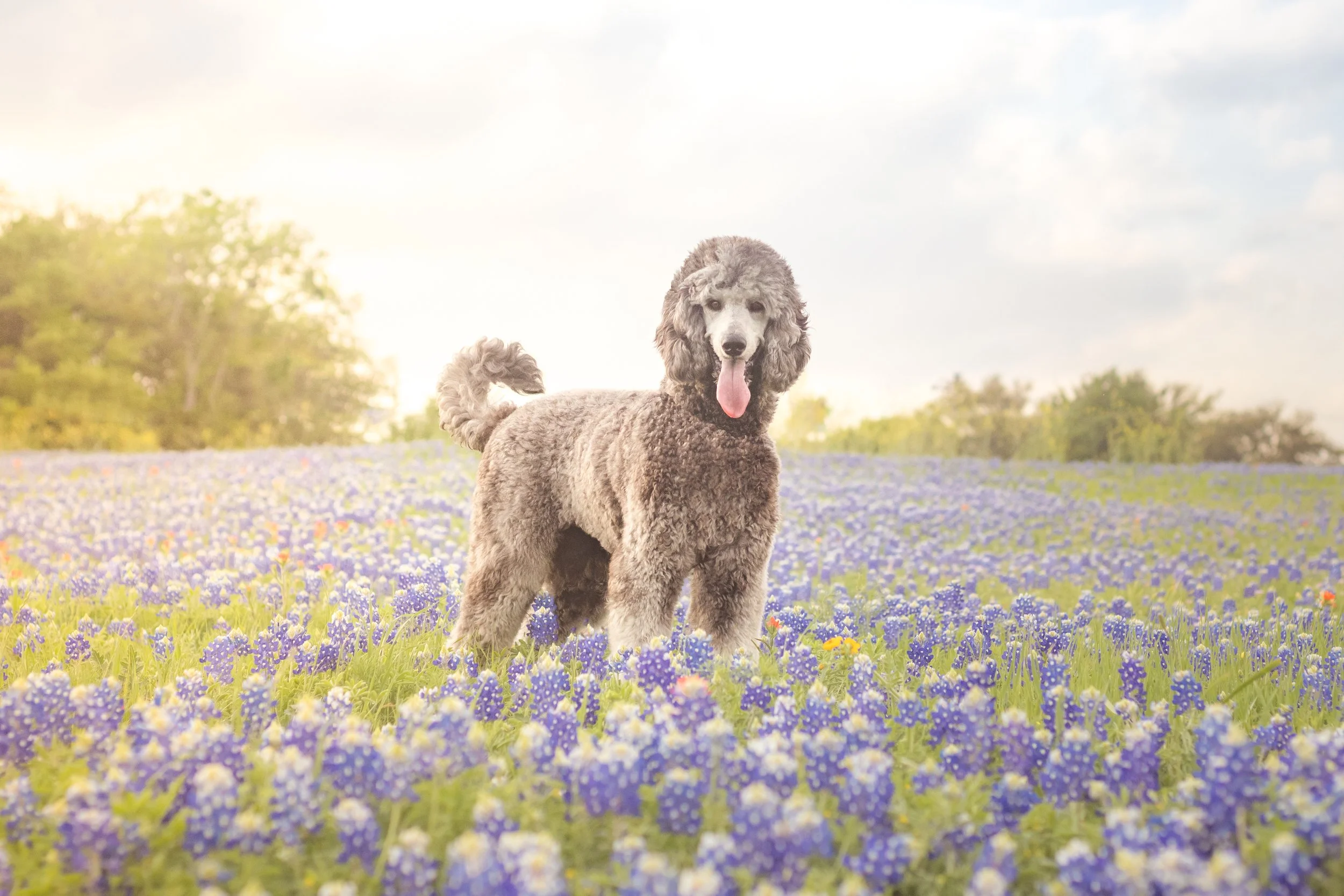 A silver poodle in a fluffy cut stands in a field of bluebonnets, looking at the camera with her with a tongue hanging out of her mouth.
