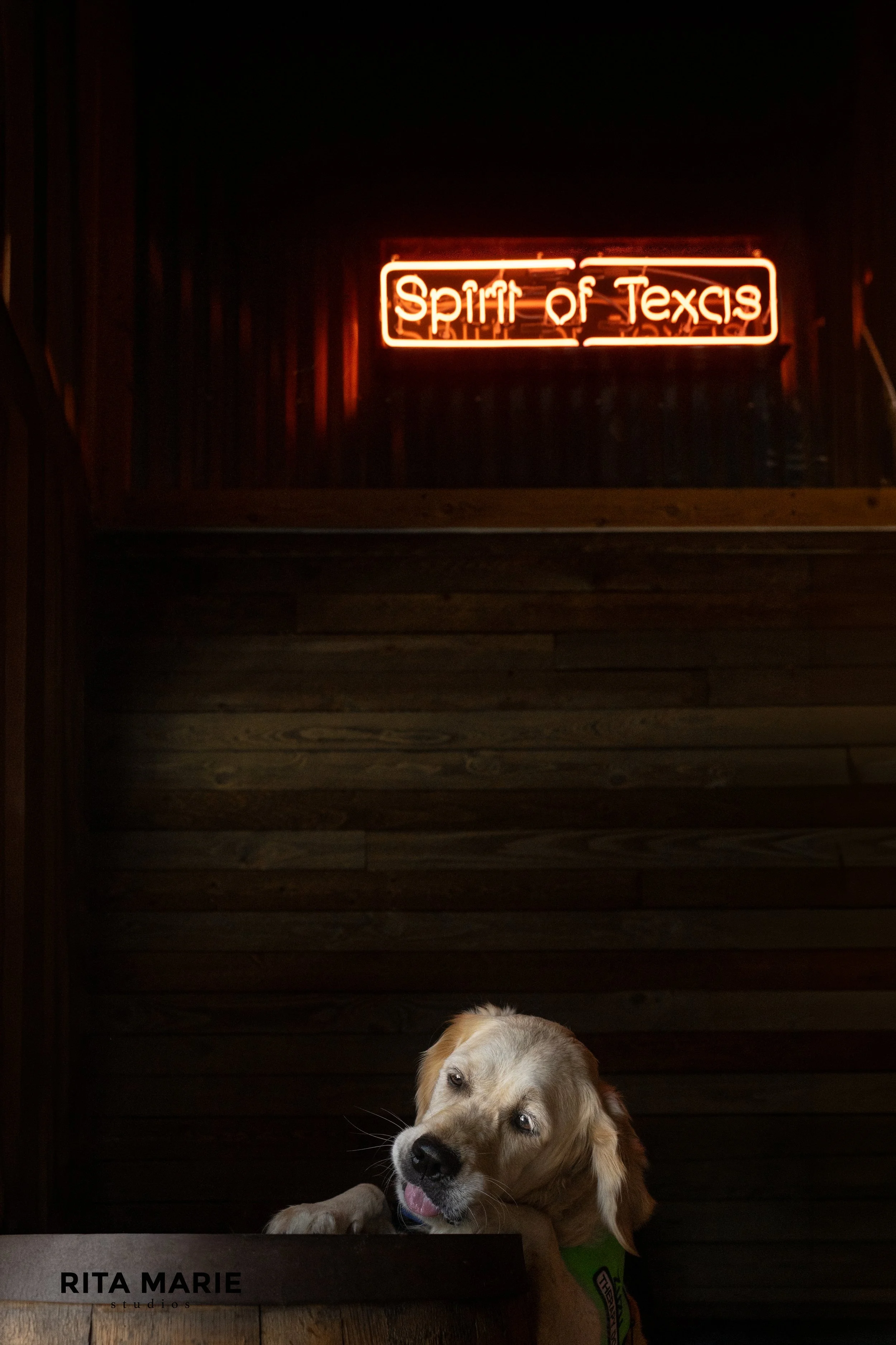 A tan and white dog lying down on a wooden surface in front of a dark wooden wall, with a neon sign that reads 'Spirit of Texas' on the wall behind it.