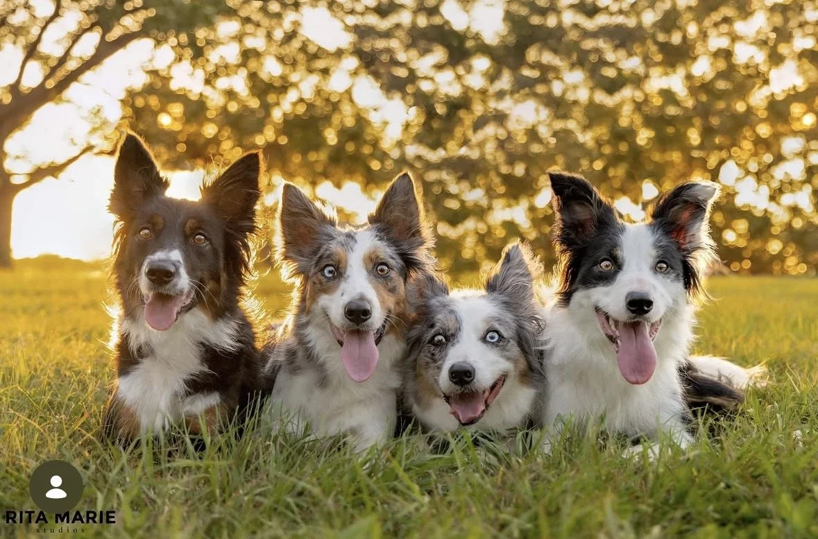 Four adorable Australian shepherd puppies lying on grass in a park at sunset, each with unique coat colors and eye colors, smiling and looking at the camera.