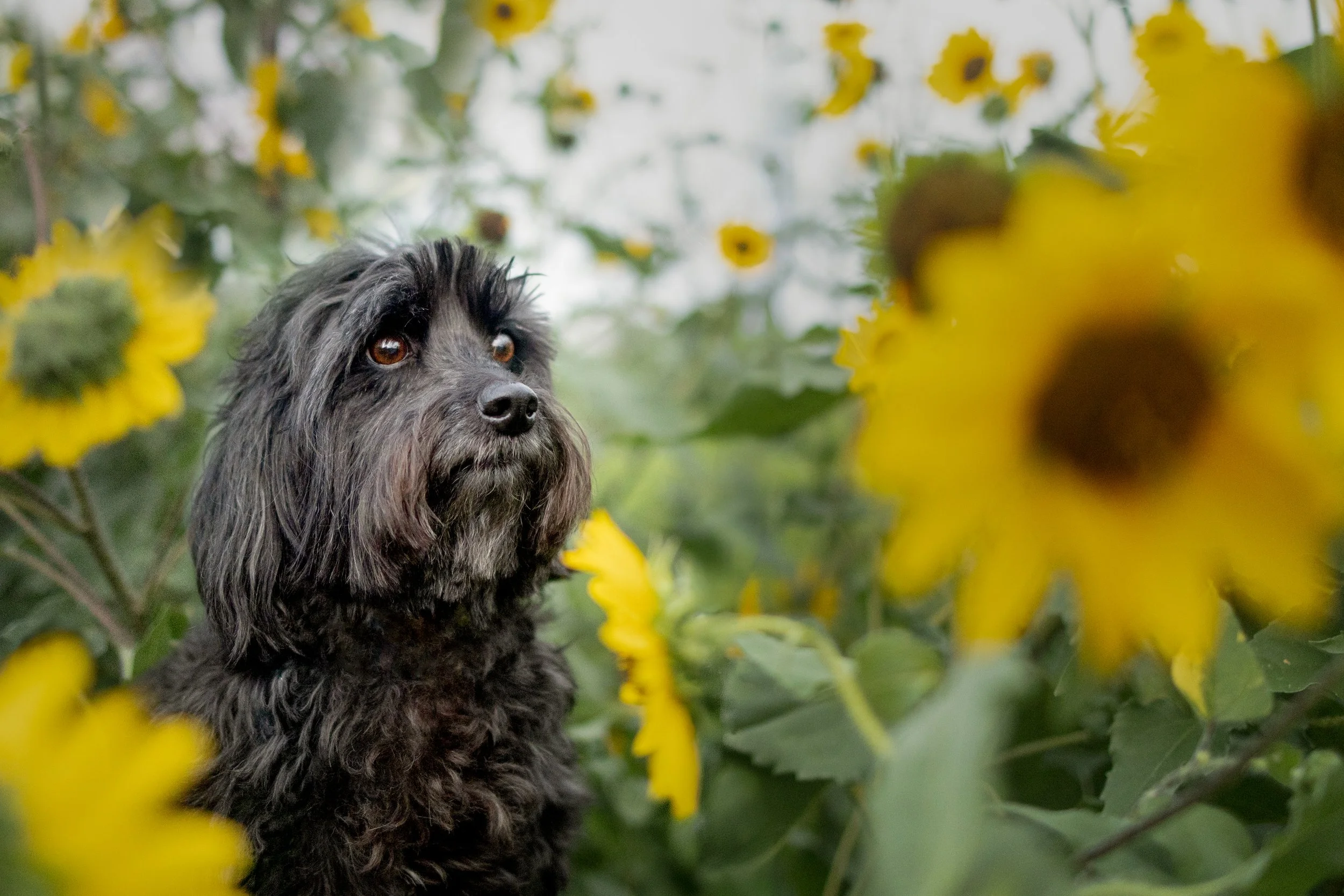 Black Terrier Mix Dog with brown eyes sitting among sunflowers