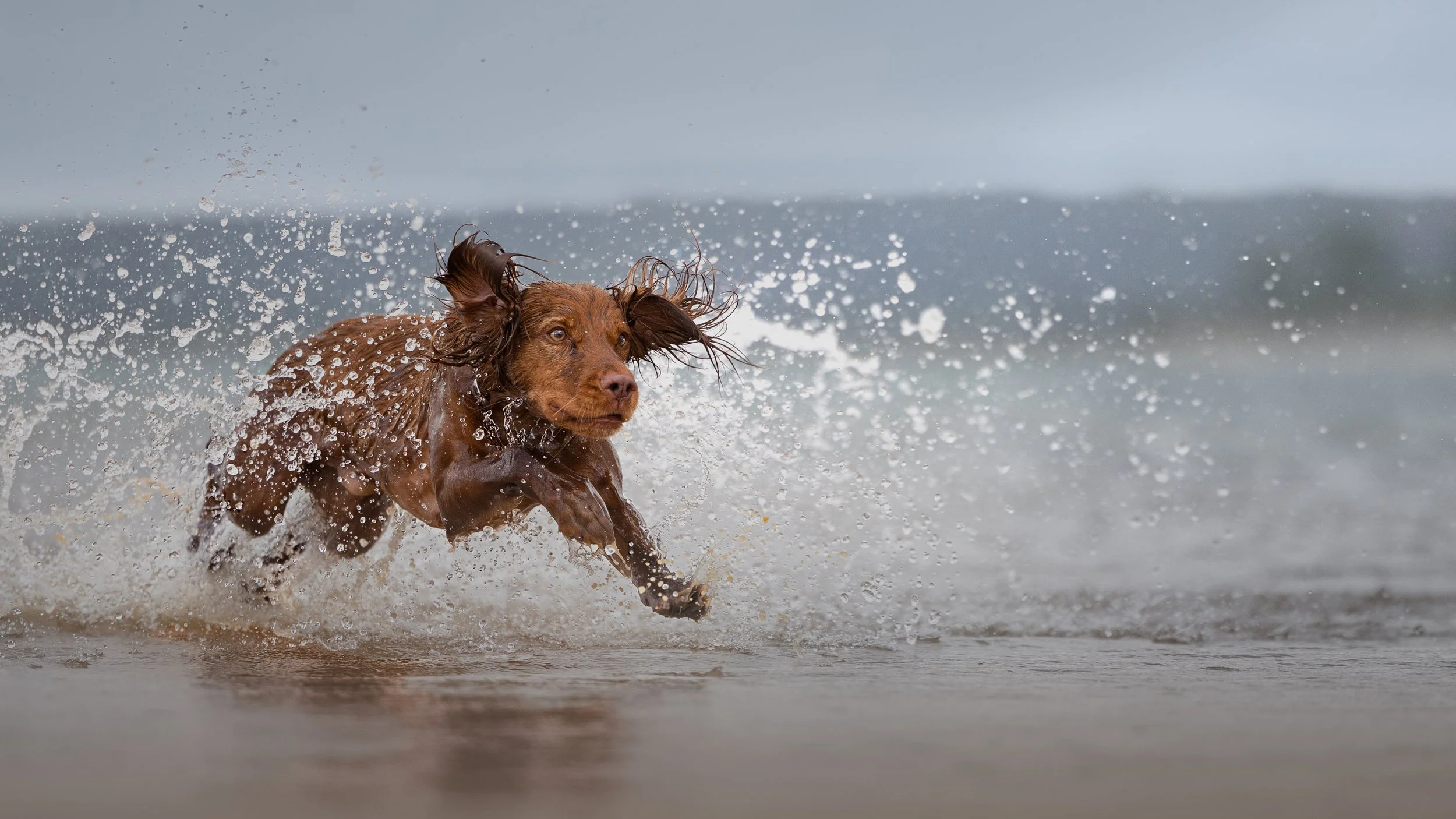 A brown dog running through shallow ocean water with splashes, with an overcast sky in the background.