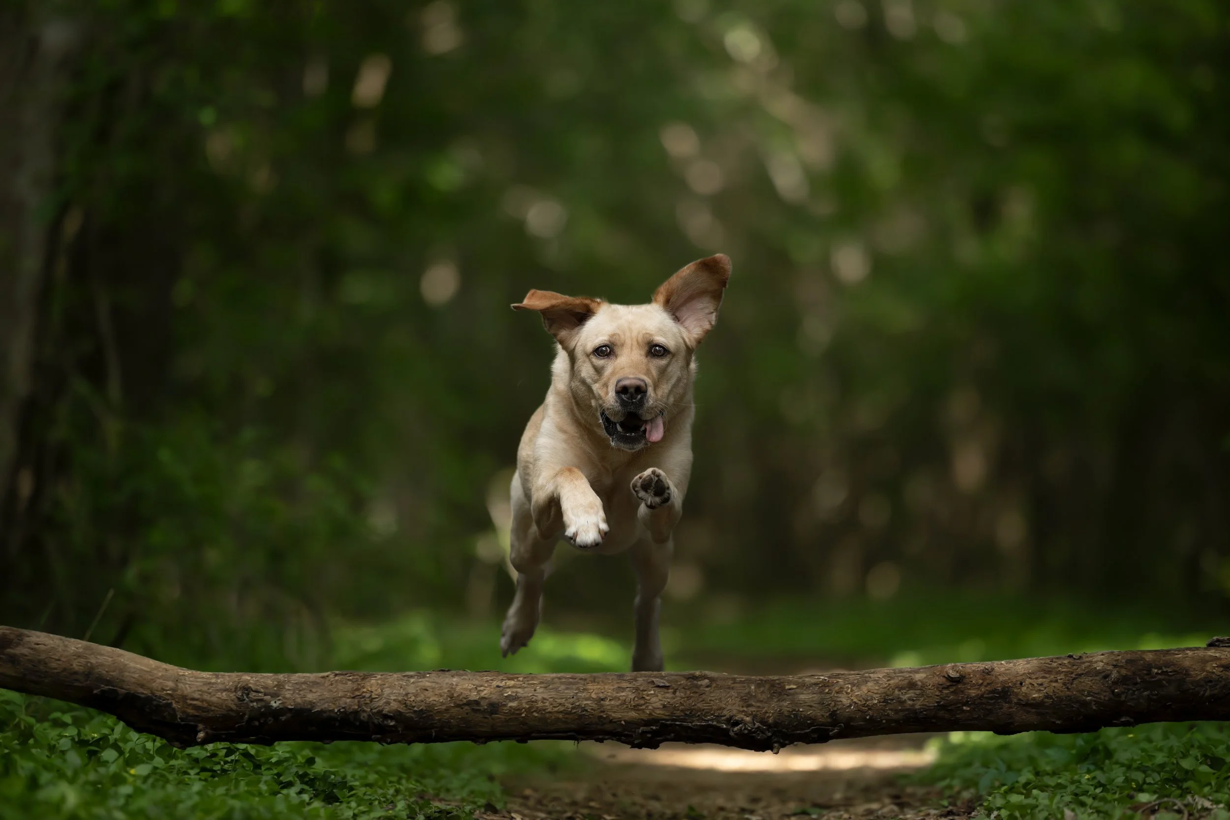 A yellow lab jumps over a log in the middle of a forest