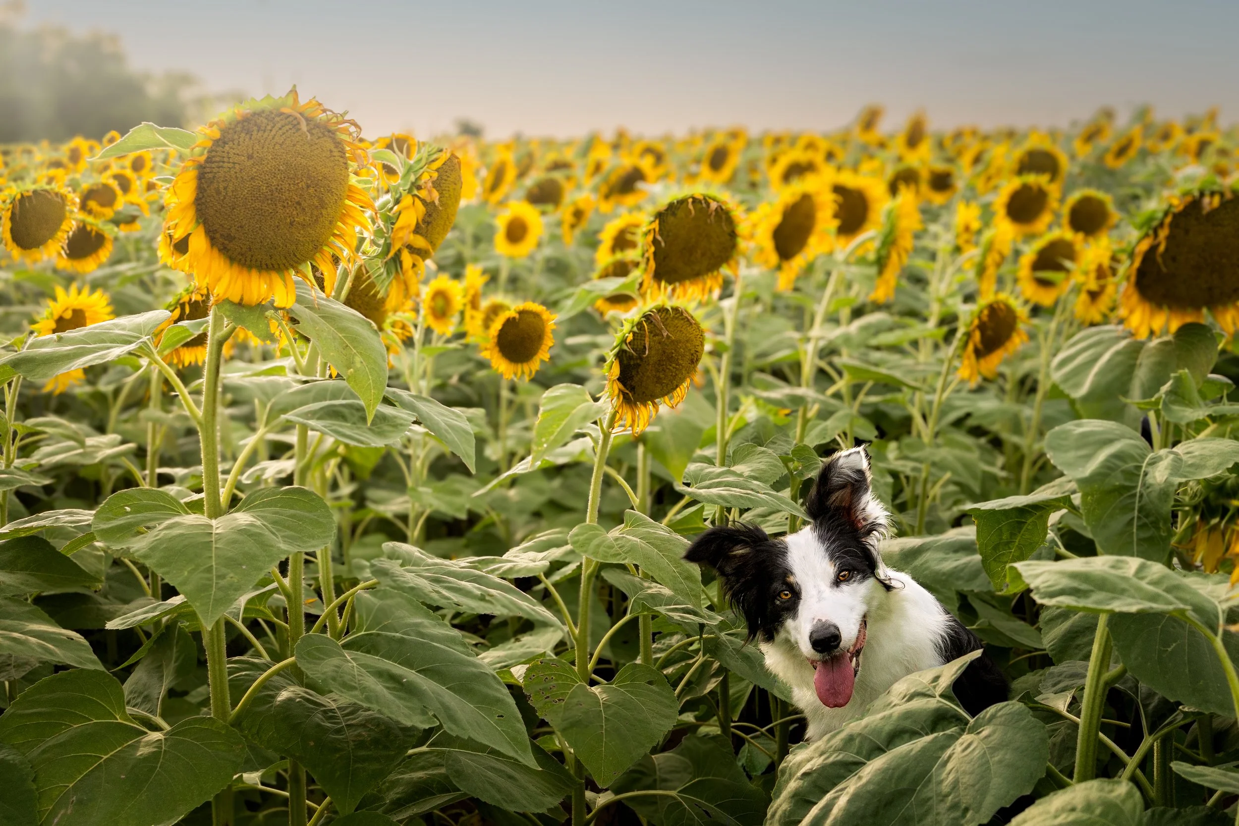 A tricolored Border Collie sits among large sunflower blooms