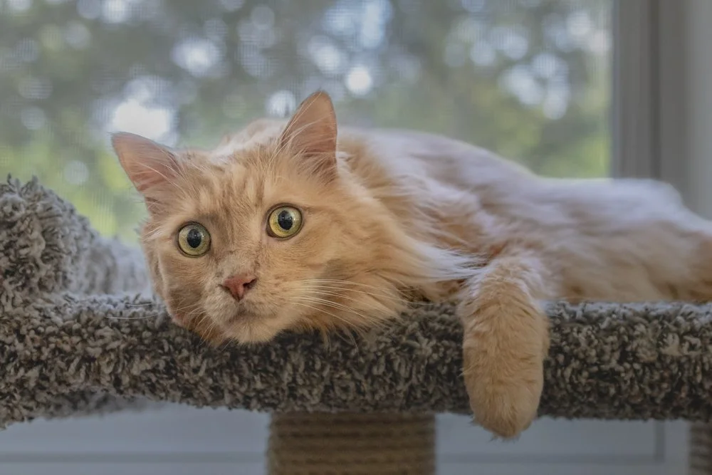 A longhaired ginger or orange cat with green eyes laying on a cat tree