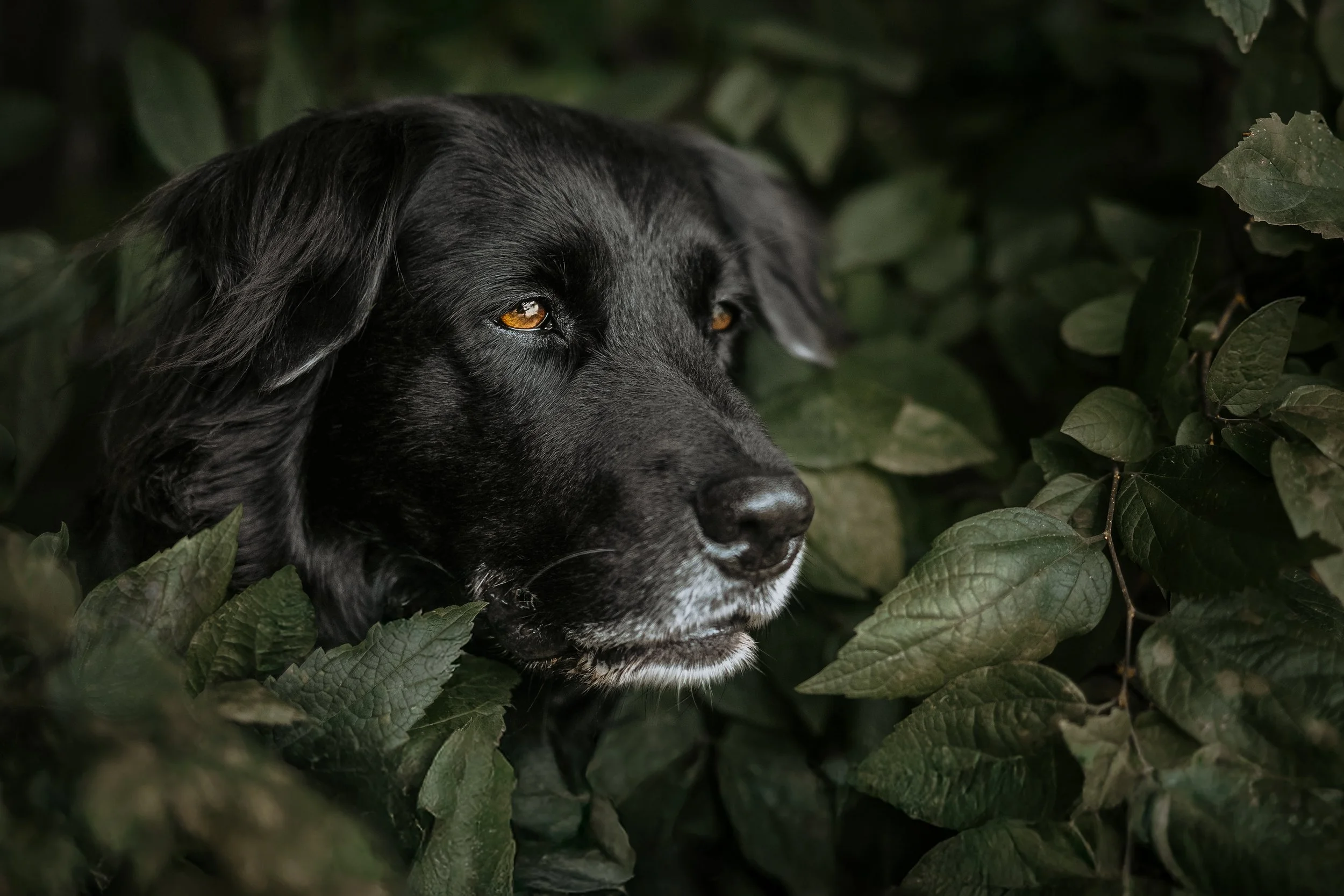 A close-up portrait of a 3/4 angle of the face of a black dog with a white muzzle, amber brown eyes, and white muzzle
