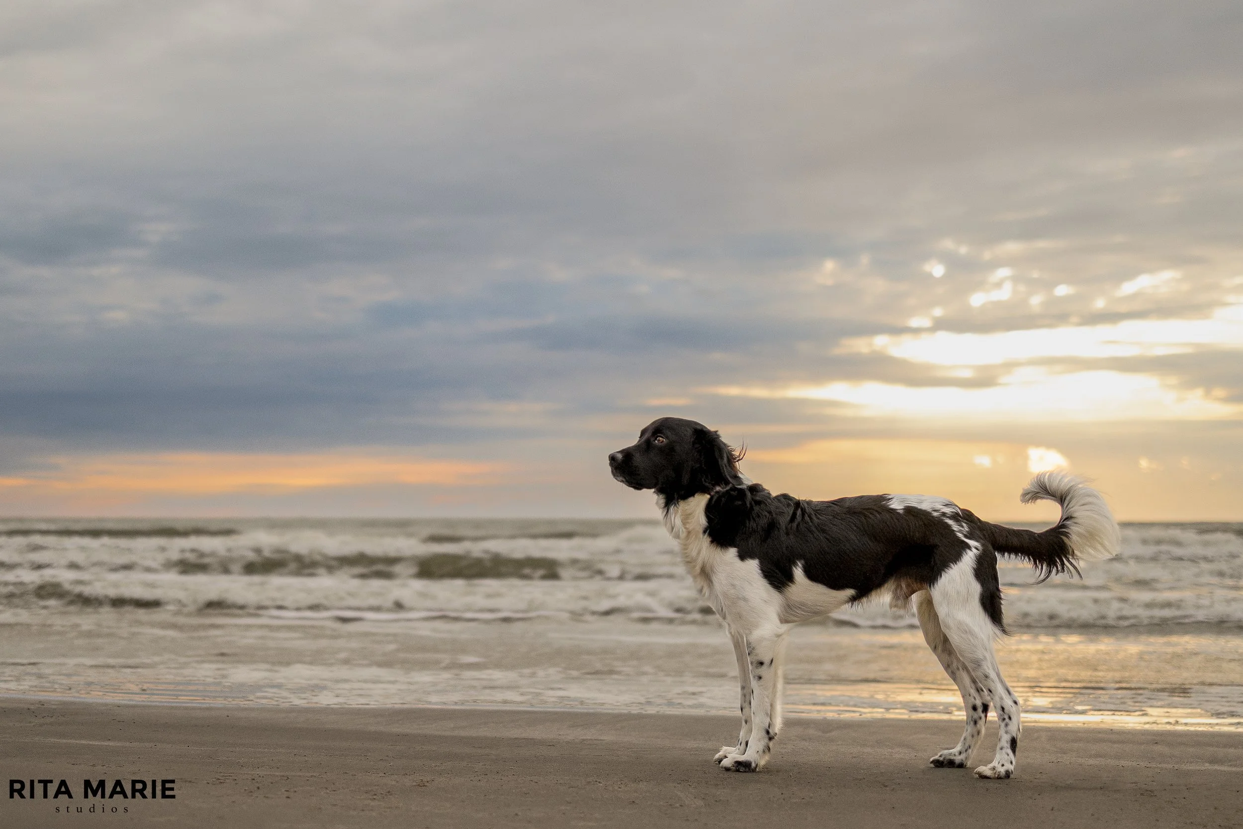 A black and white dog standing on the wet sand of a beach during sunset, with a cloudy sky overhead.