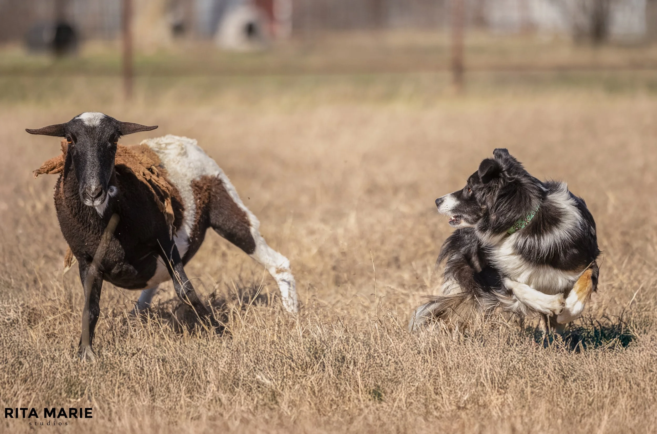 Shade Herding.jpg
