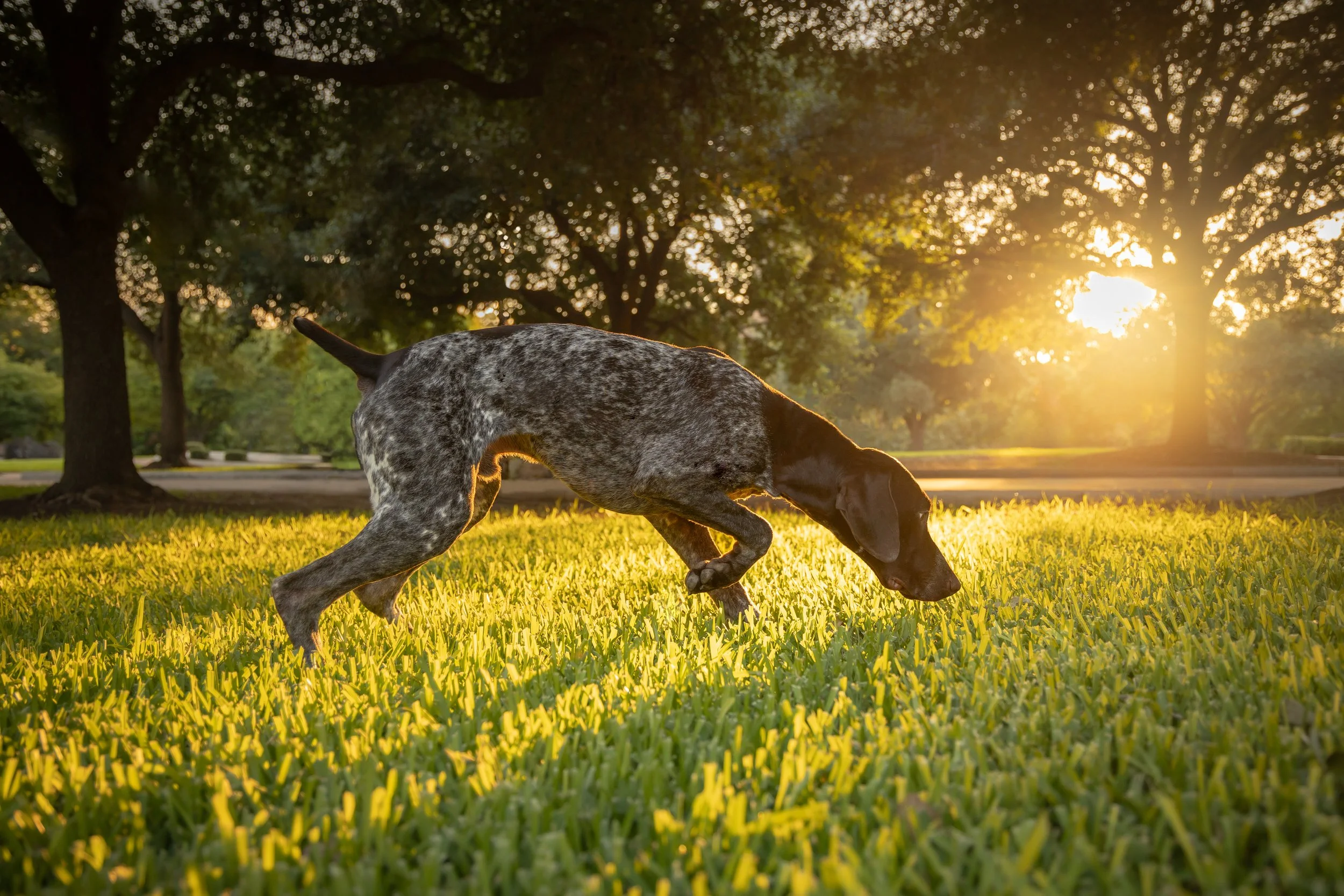 A dog with a speckled coat sniffing the ground in a park during sunset, with trees and golden sunlight in the background.
