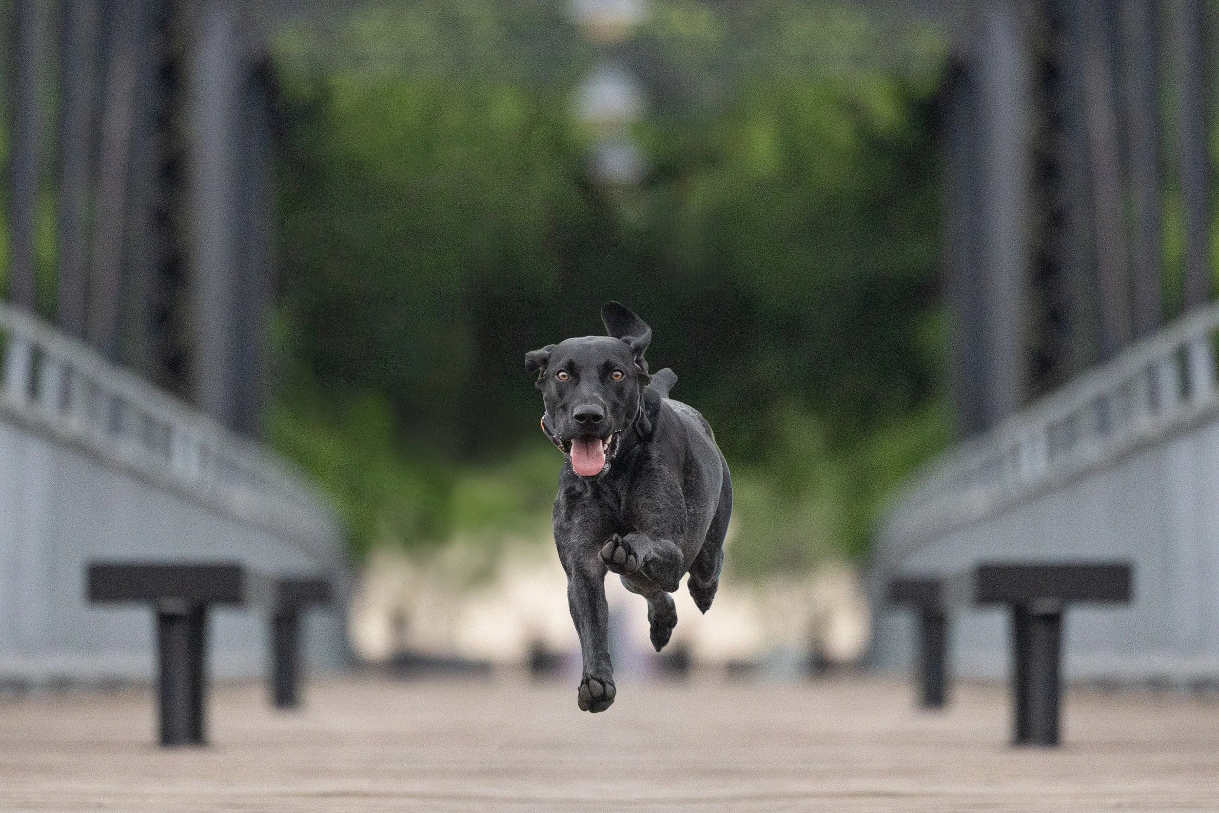 A black dog running towards the camera on a bridge with blurred railings and a green background.