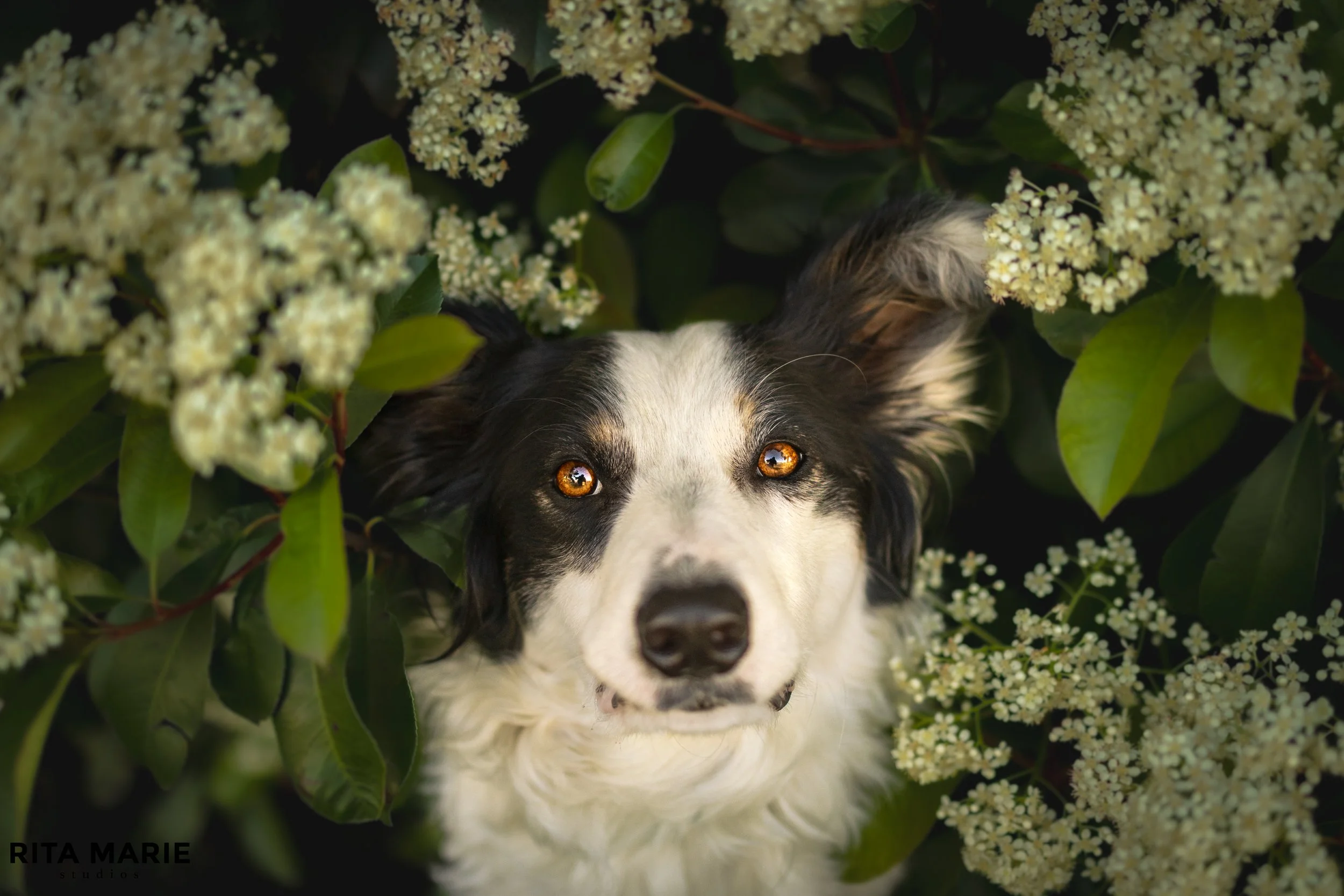 A black and white Border Collie puppy with amber eyes lying among white flowers and green leaves.