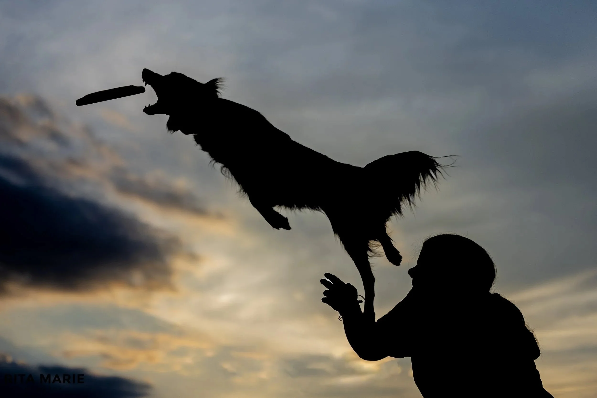 A silhouette of a Border Collie jumping of the back of her handler, mouth open, attempting to catch a disc