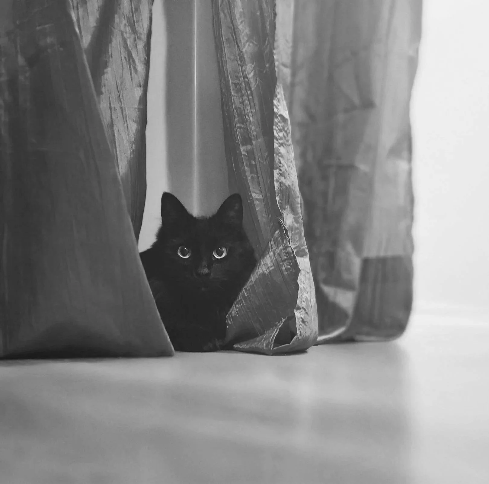 A black cat peeking out from behind a partially opened red curtain on a beige floor.