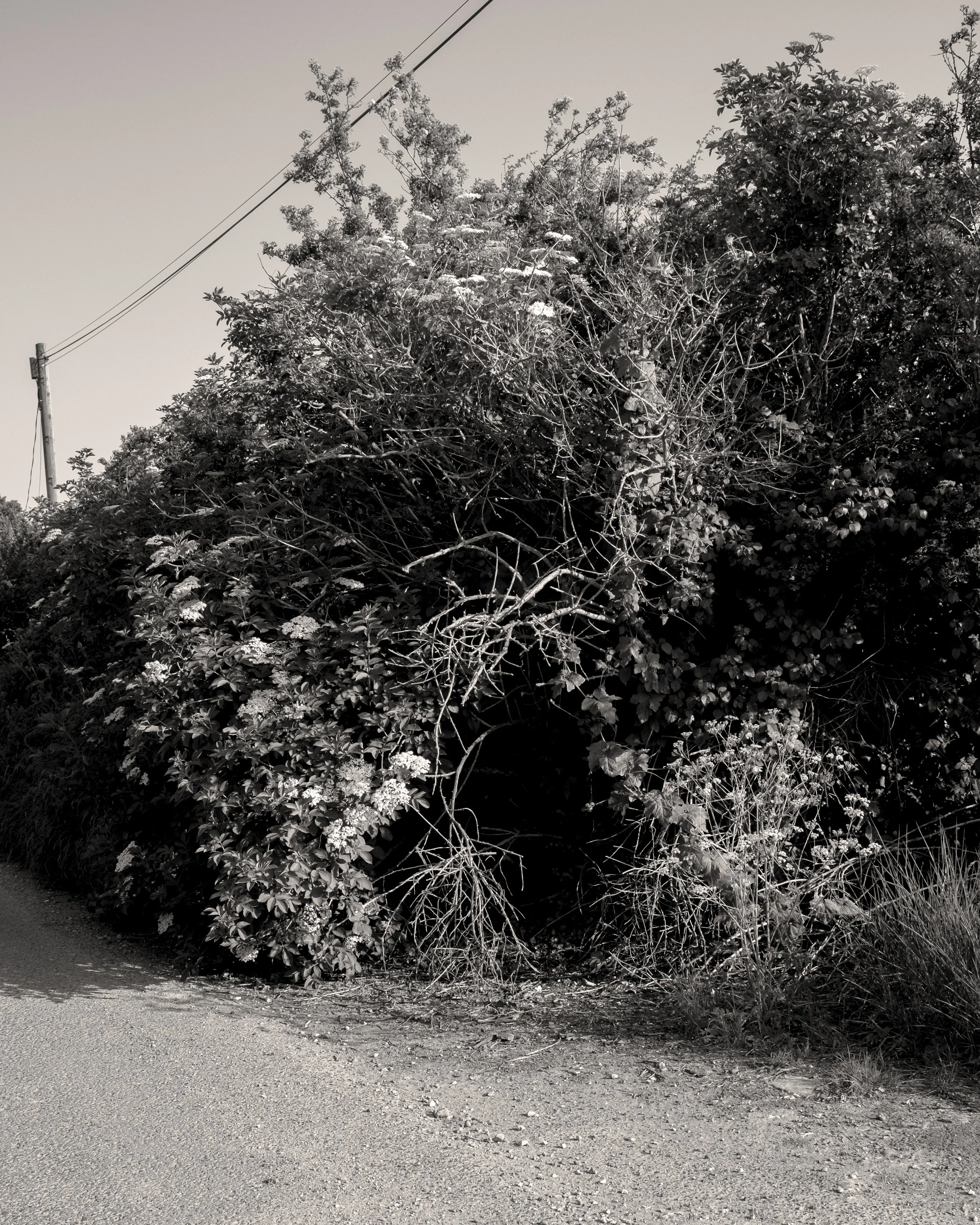 Black and white photo of a large, dense bush or tree overhanging a dirt road, with a utility pole and power lines in the background.
