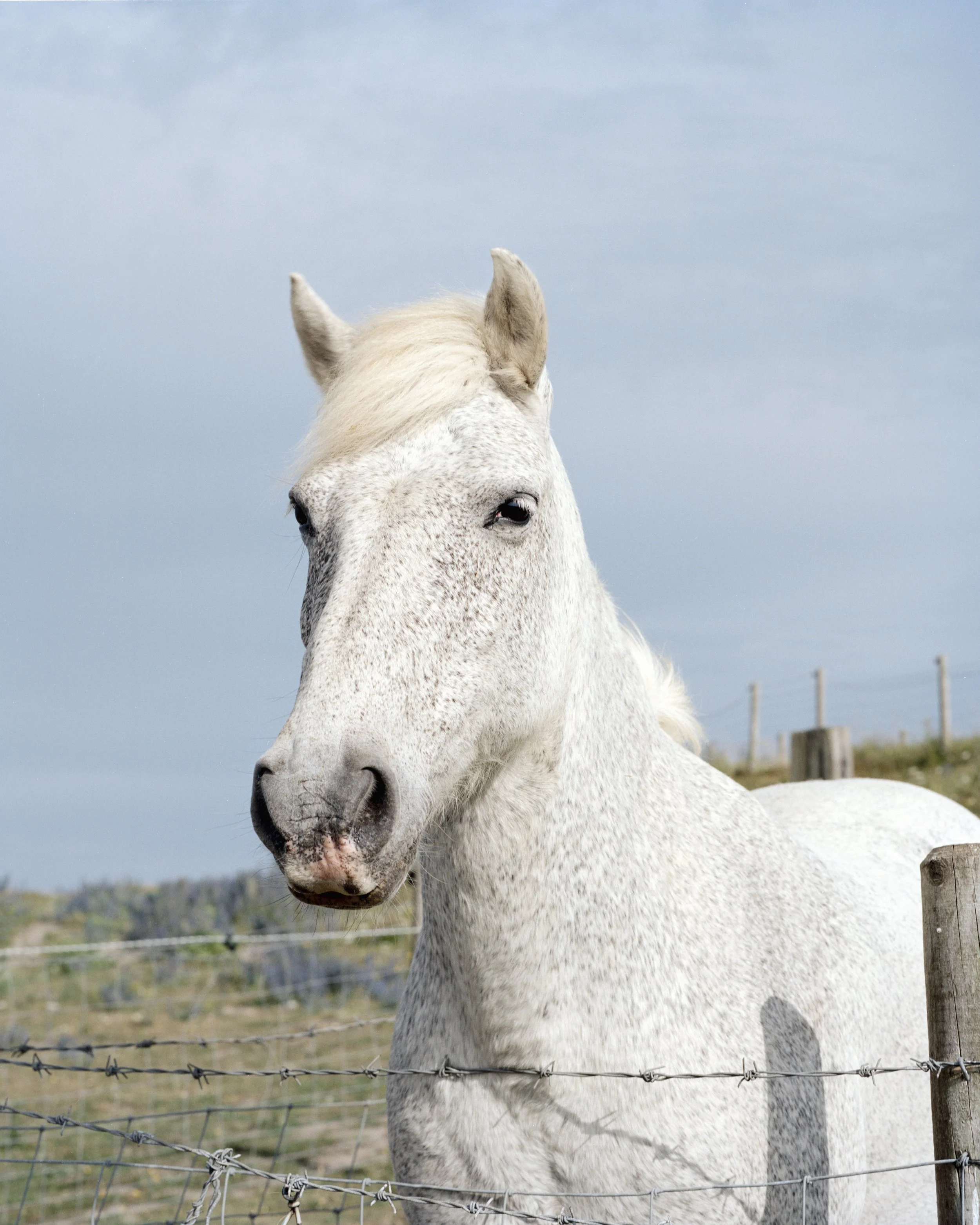 A white horse with a dappled coat standing by a barbed wire fence outdoors.