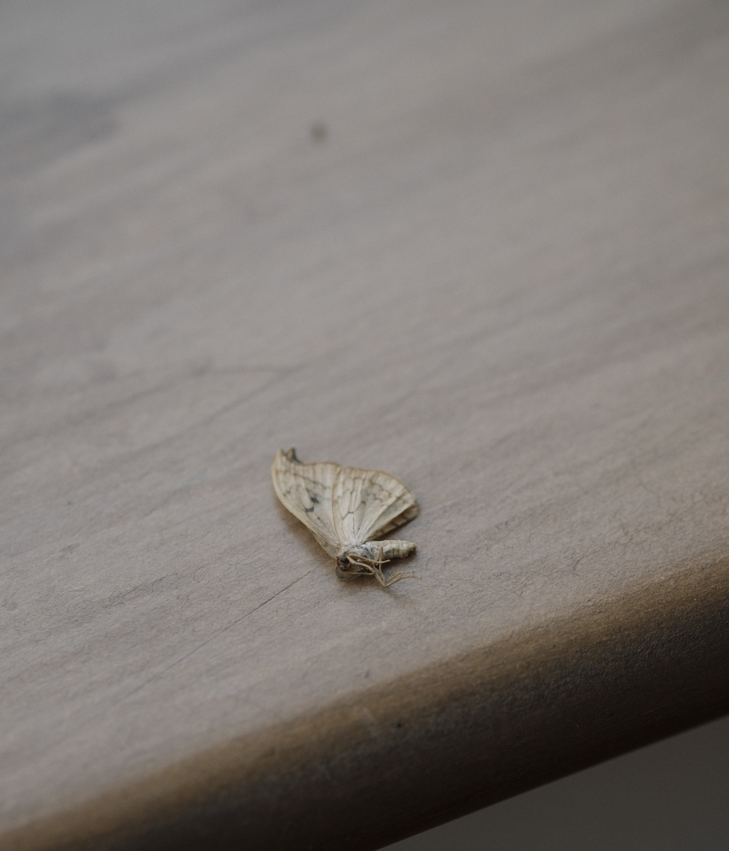 A small, dead butterfly lying on a wooden surface with closed wings.