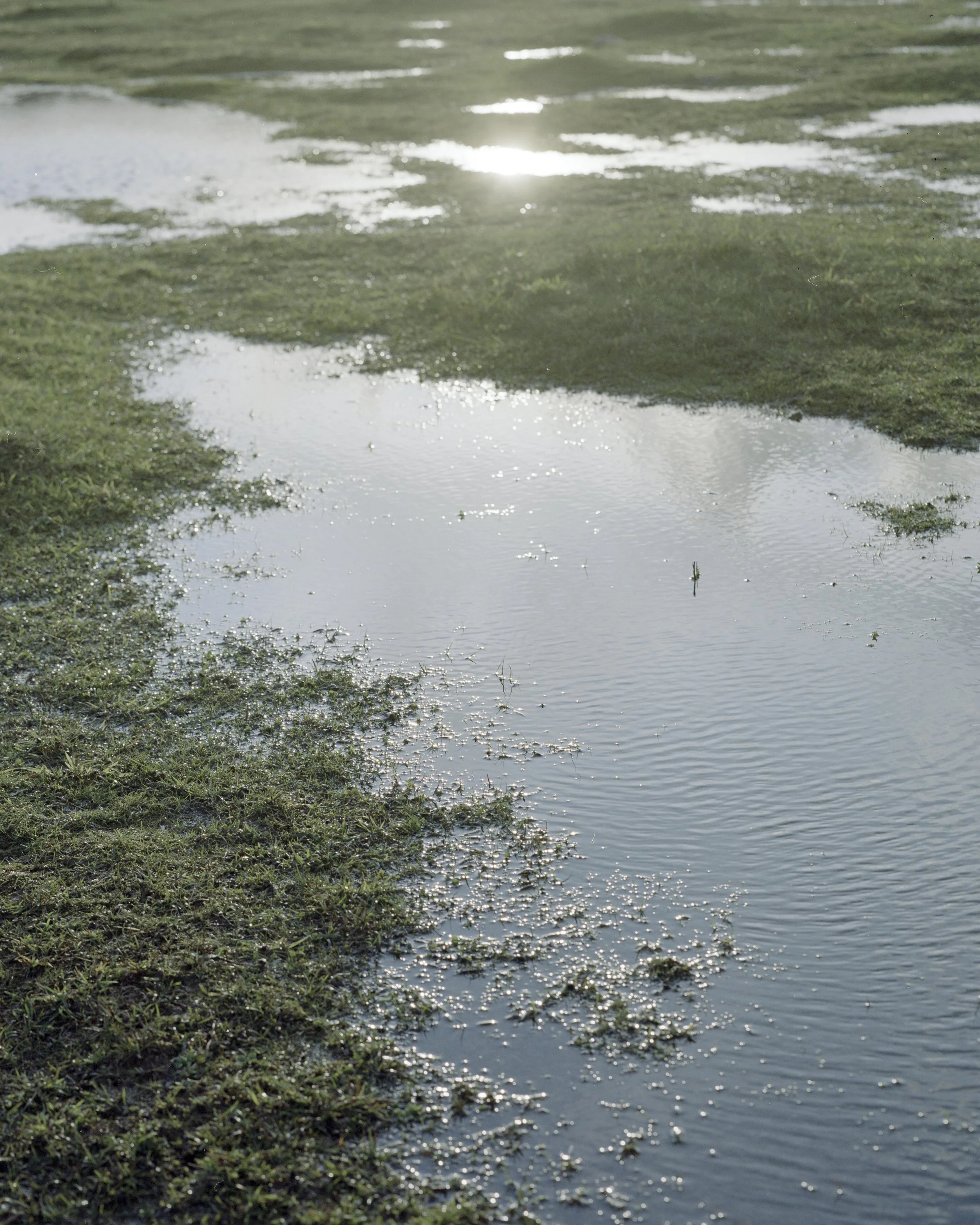 Puddles of water on a grassy field reflecting sunlight.