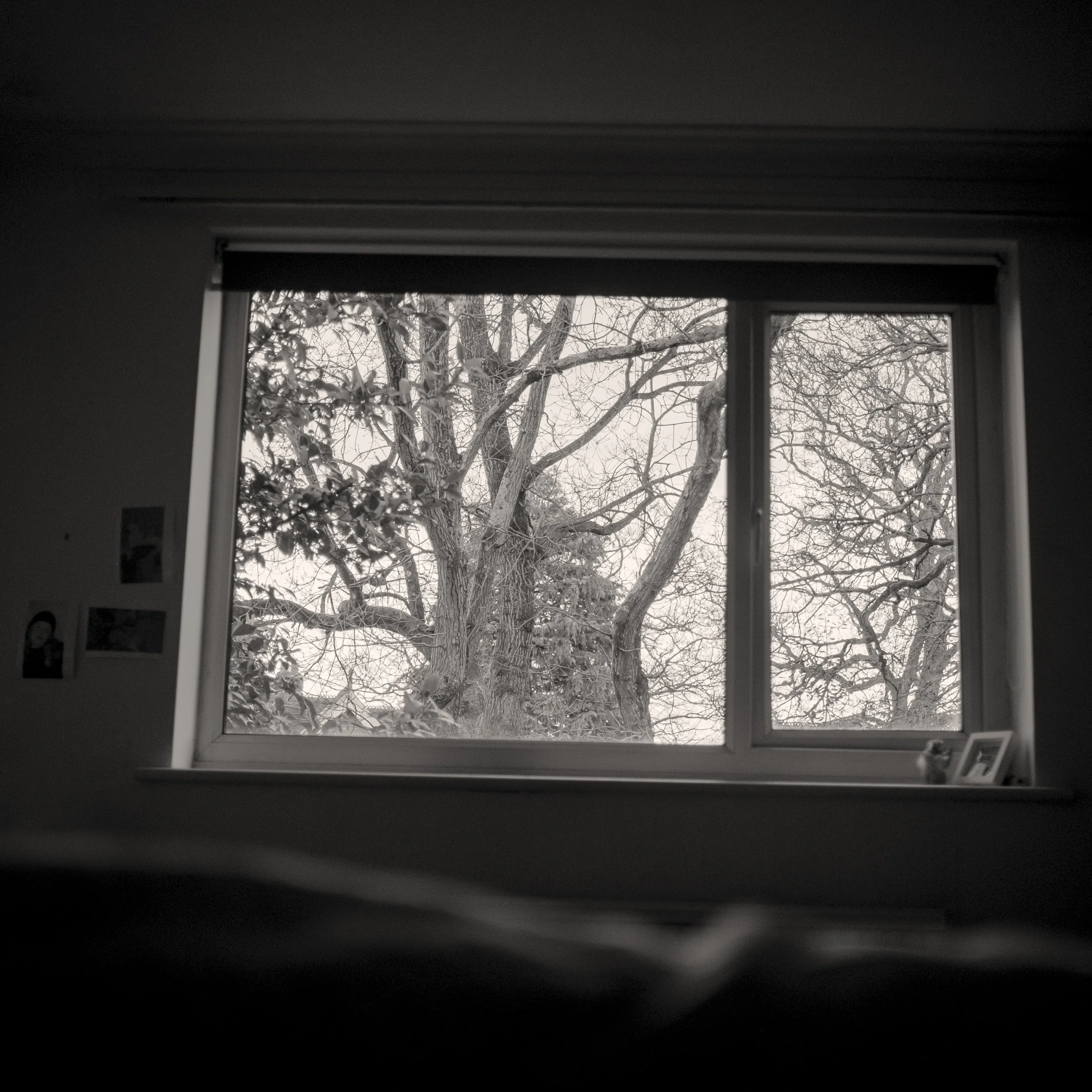 A view of a large tree with bare branches seen through a window in black and white.