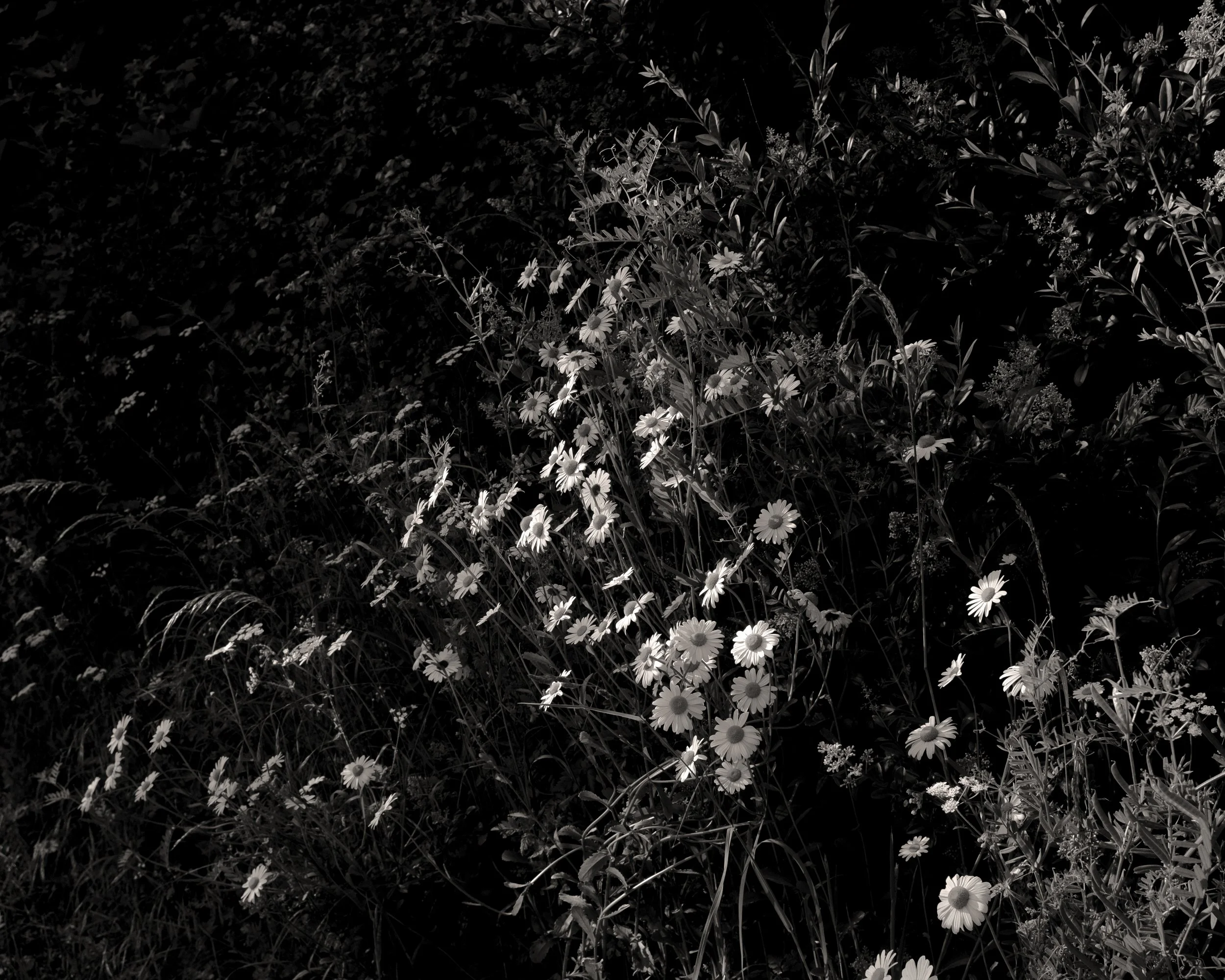 Black and white photo of wildflowers and tall grass in a natural setting.